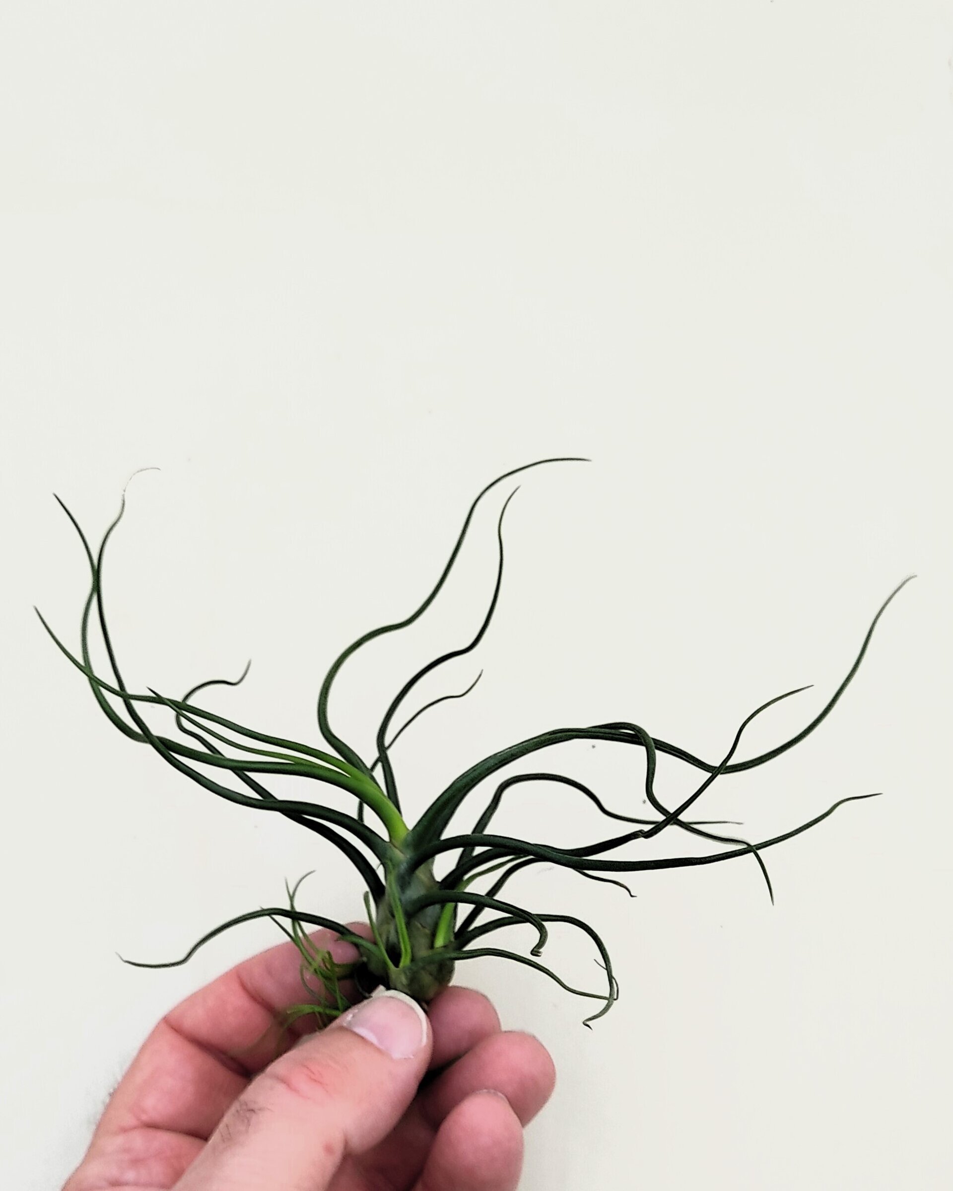 Tillandsia bulbosa - 5