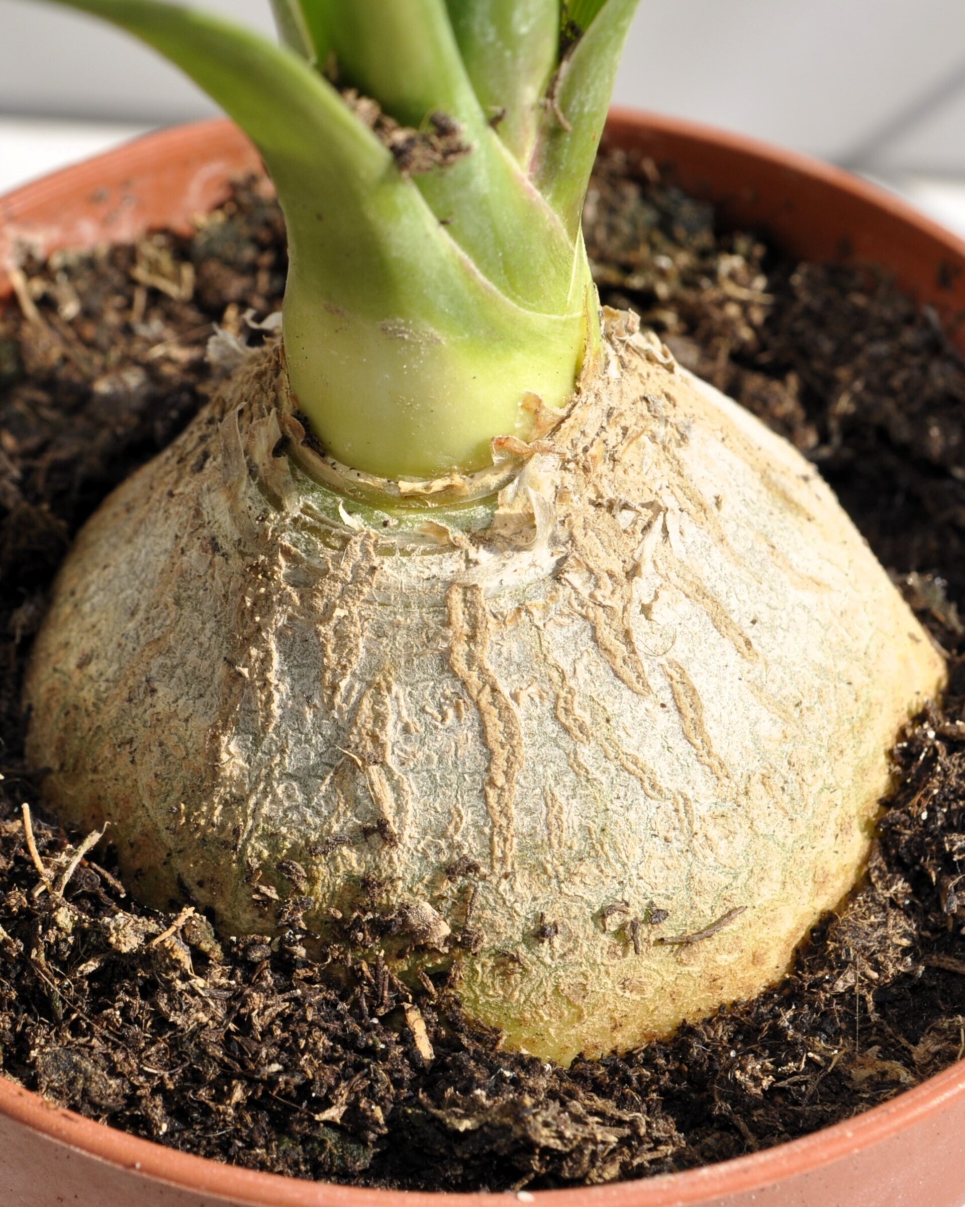 Beaucarnea recurvata (pata de elefante, palma barrigona) - 6