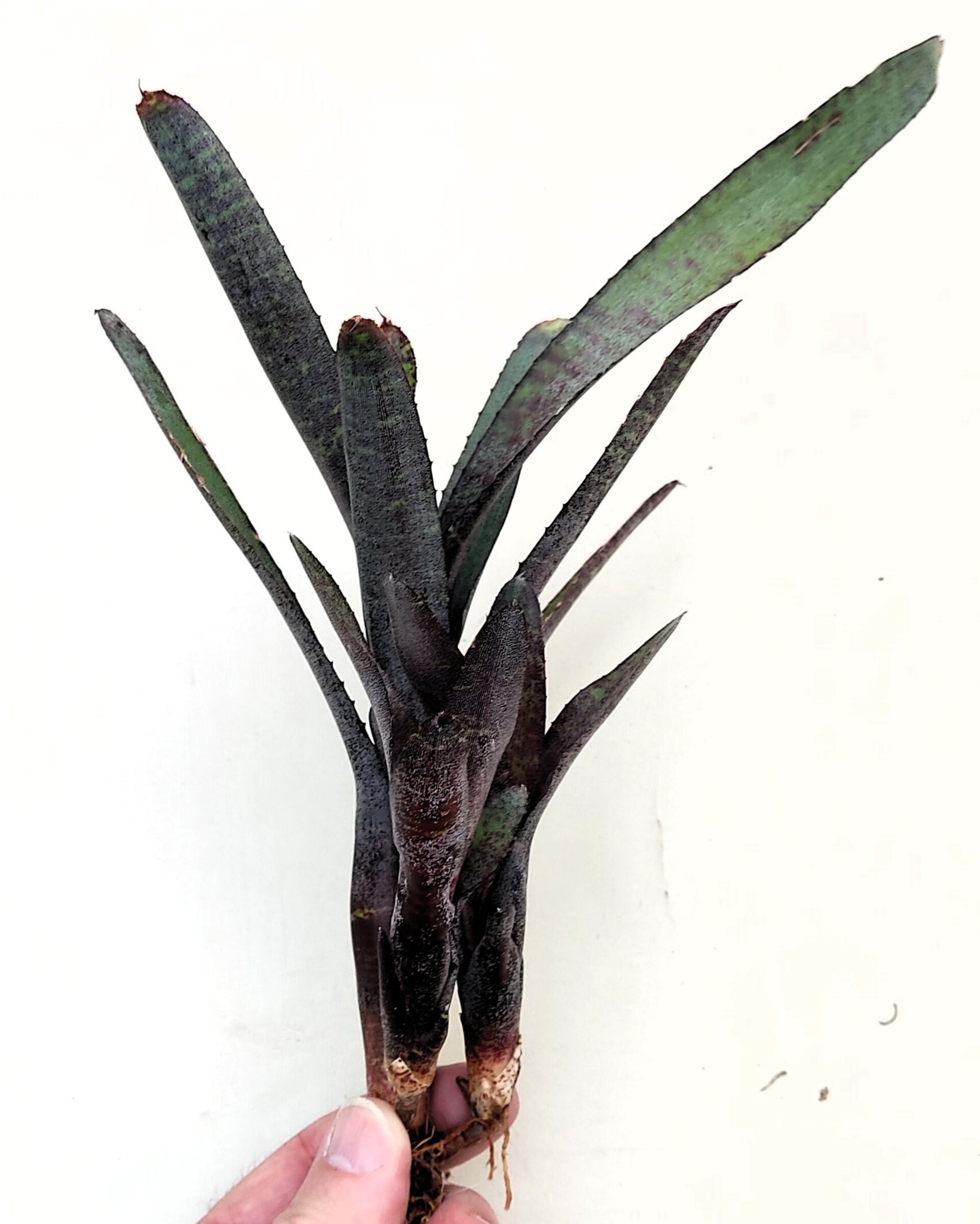 Neoregelia ampullacea purpurea - 2