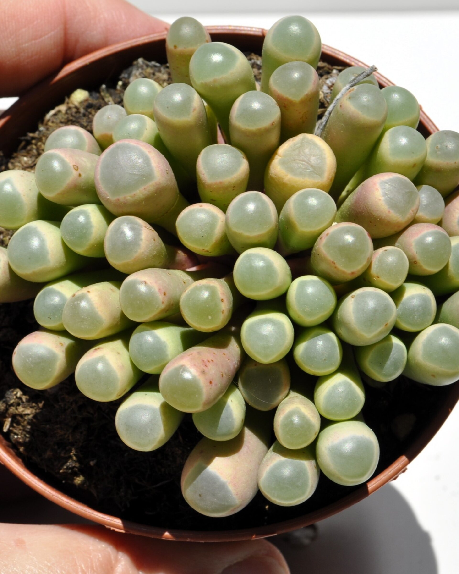 Fenestraria rhopalophylla subsp. aurantiaca (planta ventana) - 5