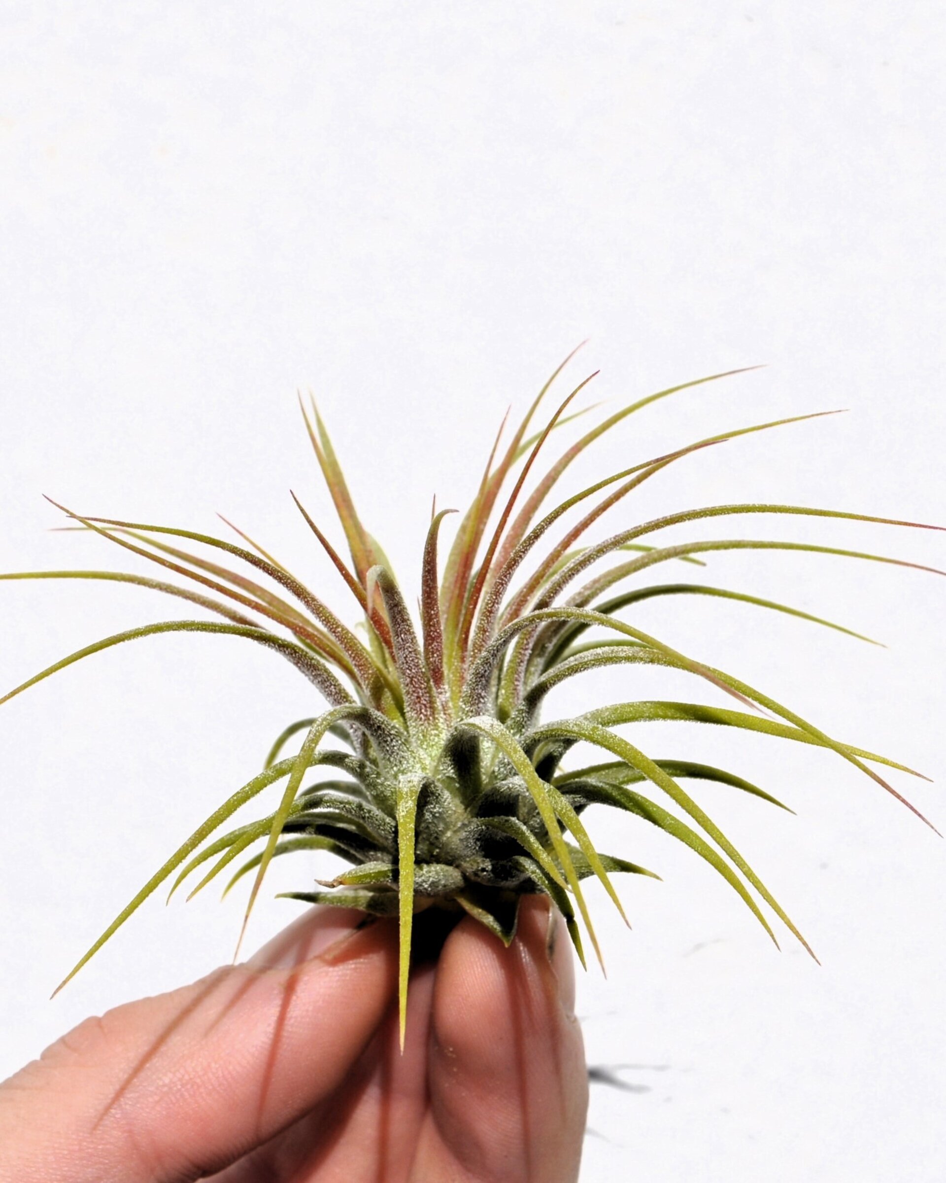 Tillandsia ionantha var. rubra - 4