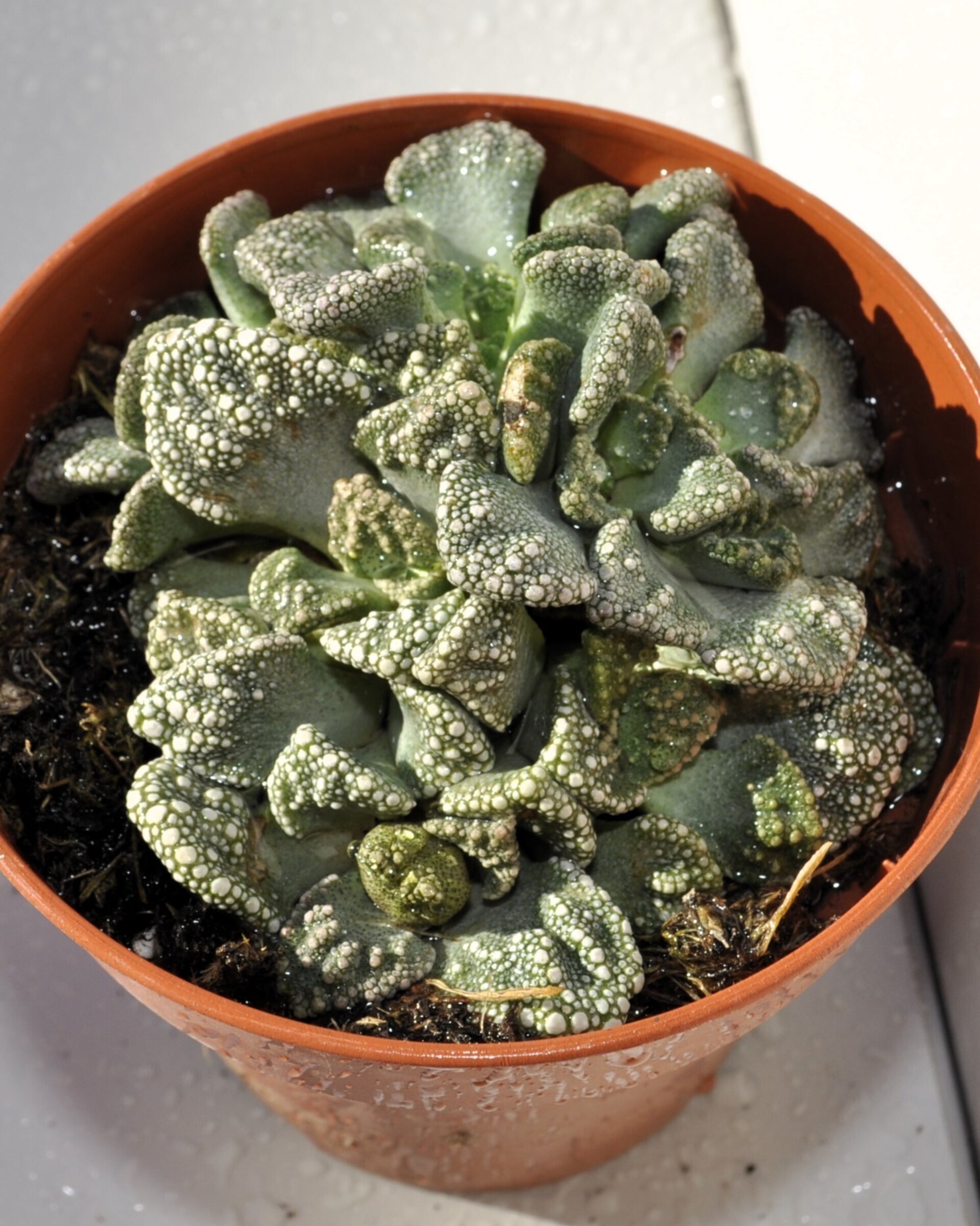Titanopsis calcarea M8.5 (hoja de cemento [mediana]) - 2