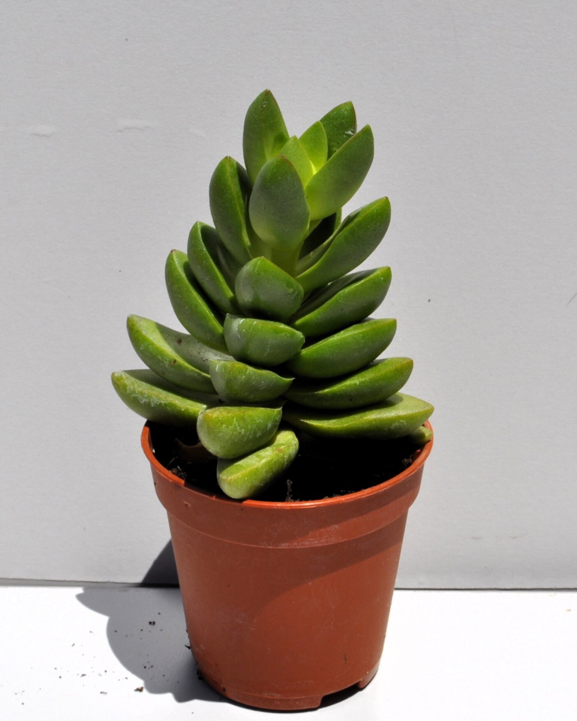 Crassula 'Ben' M5,5 (crásula benjamín) - 2
