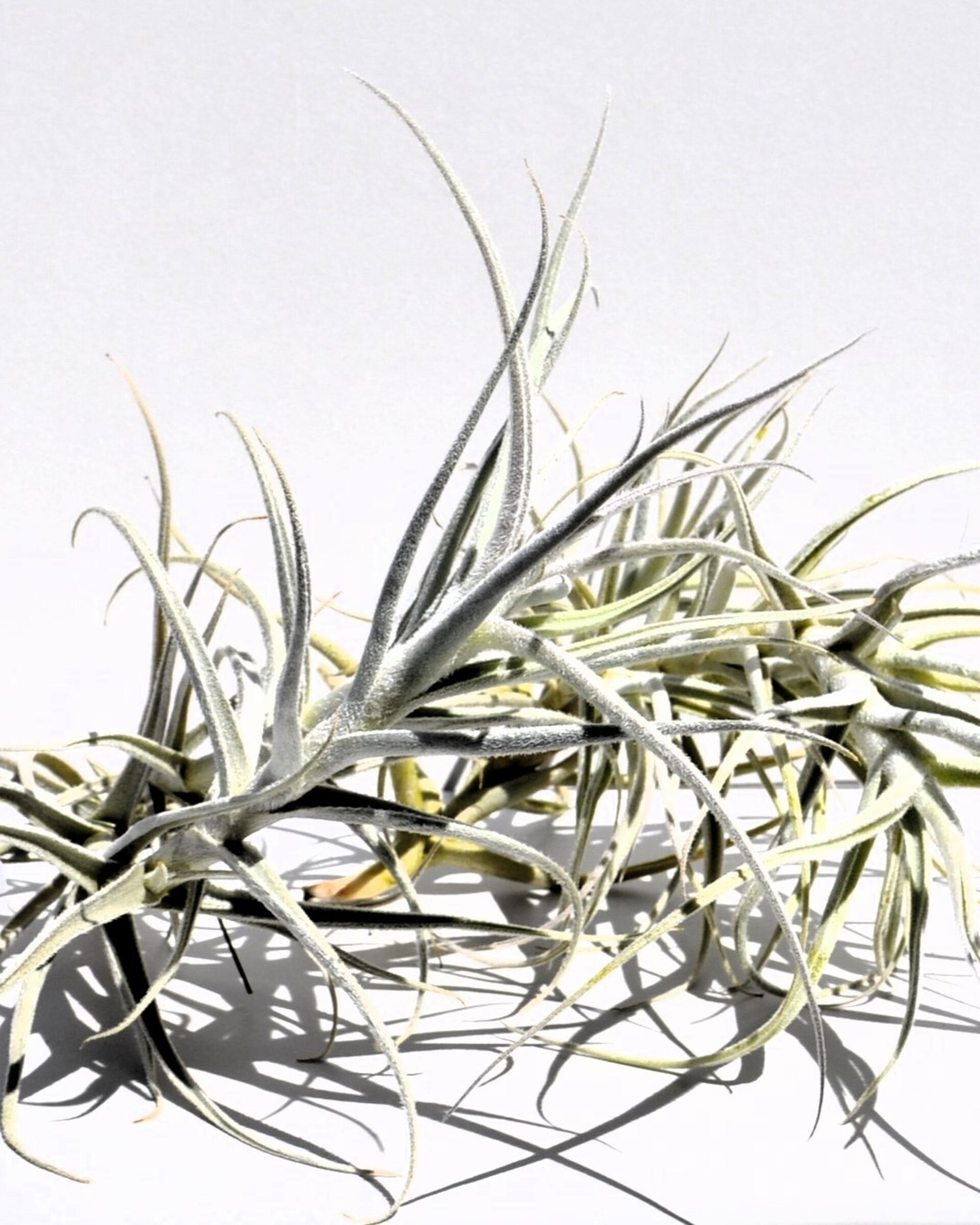 Tillandsia paleacea - 5