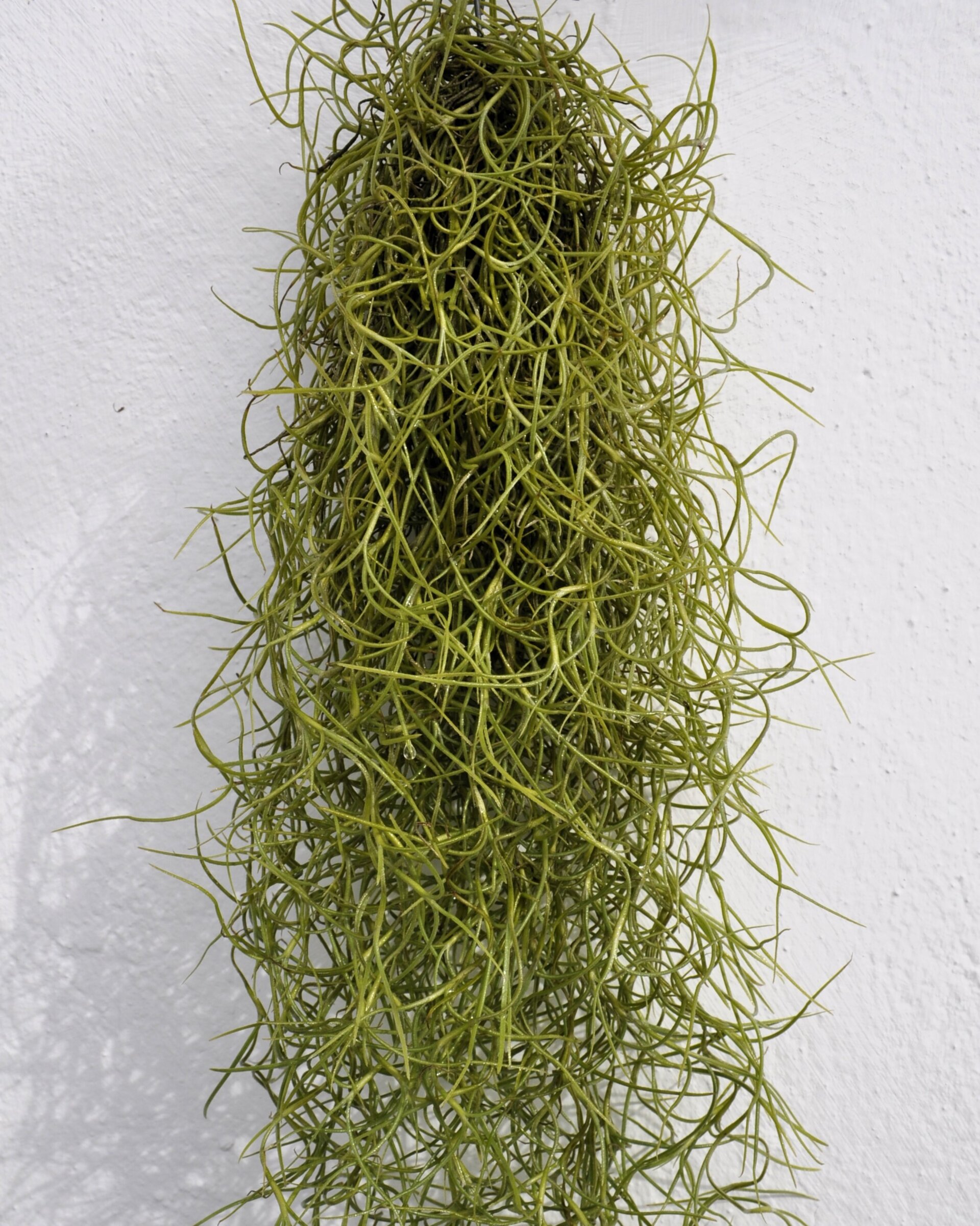 Tillandsia usneoides (standard) - 6