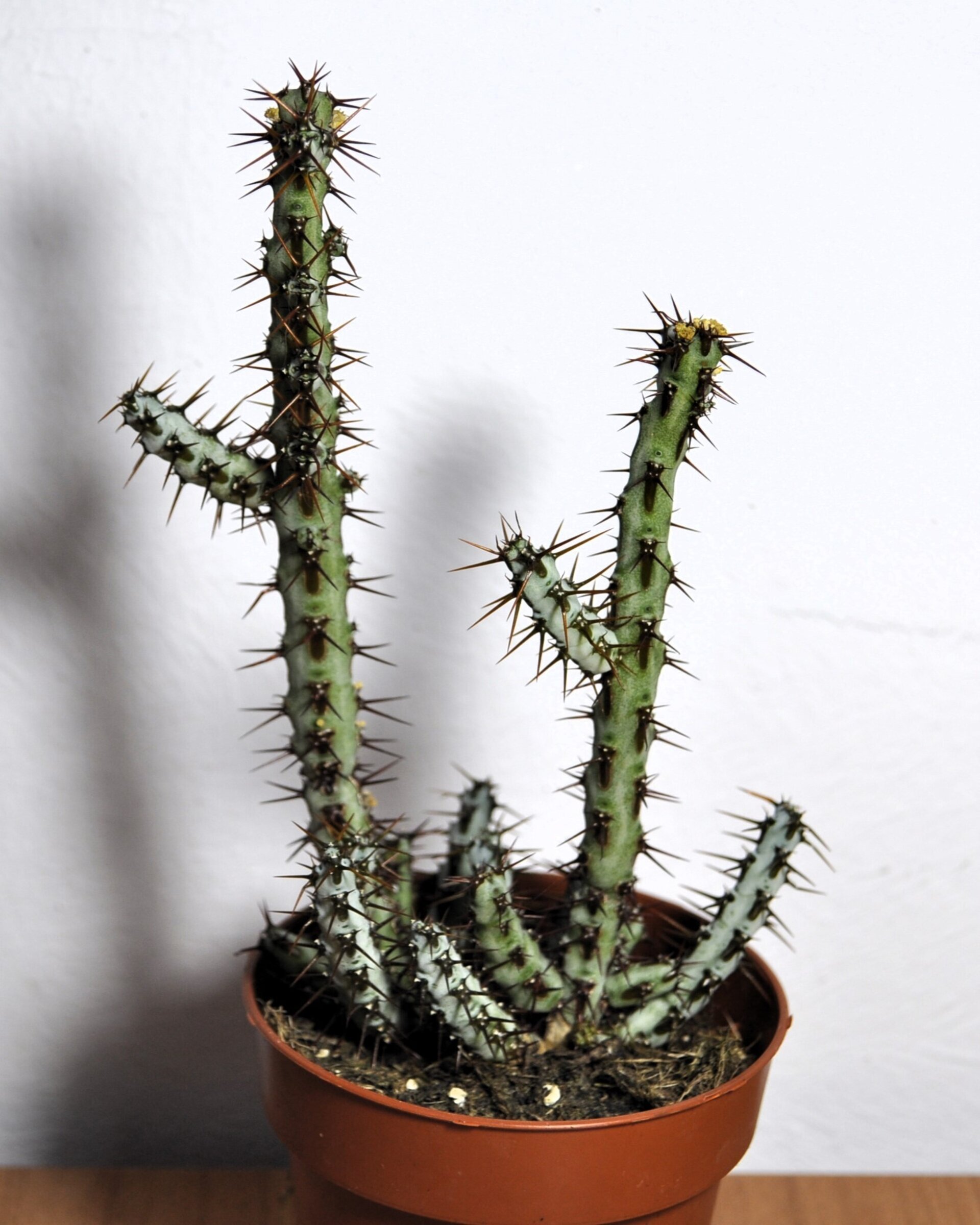 Euphorbia aeruginosa - 6