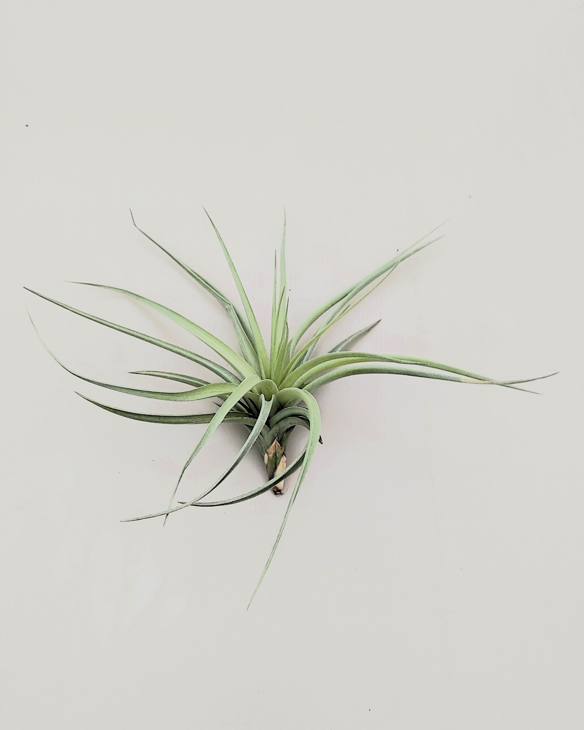 Tillandsia aeranthos 'Joseli' - 3