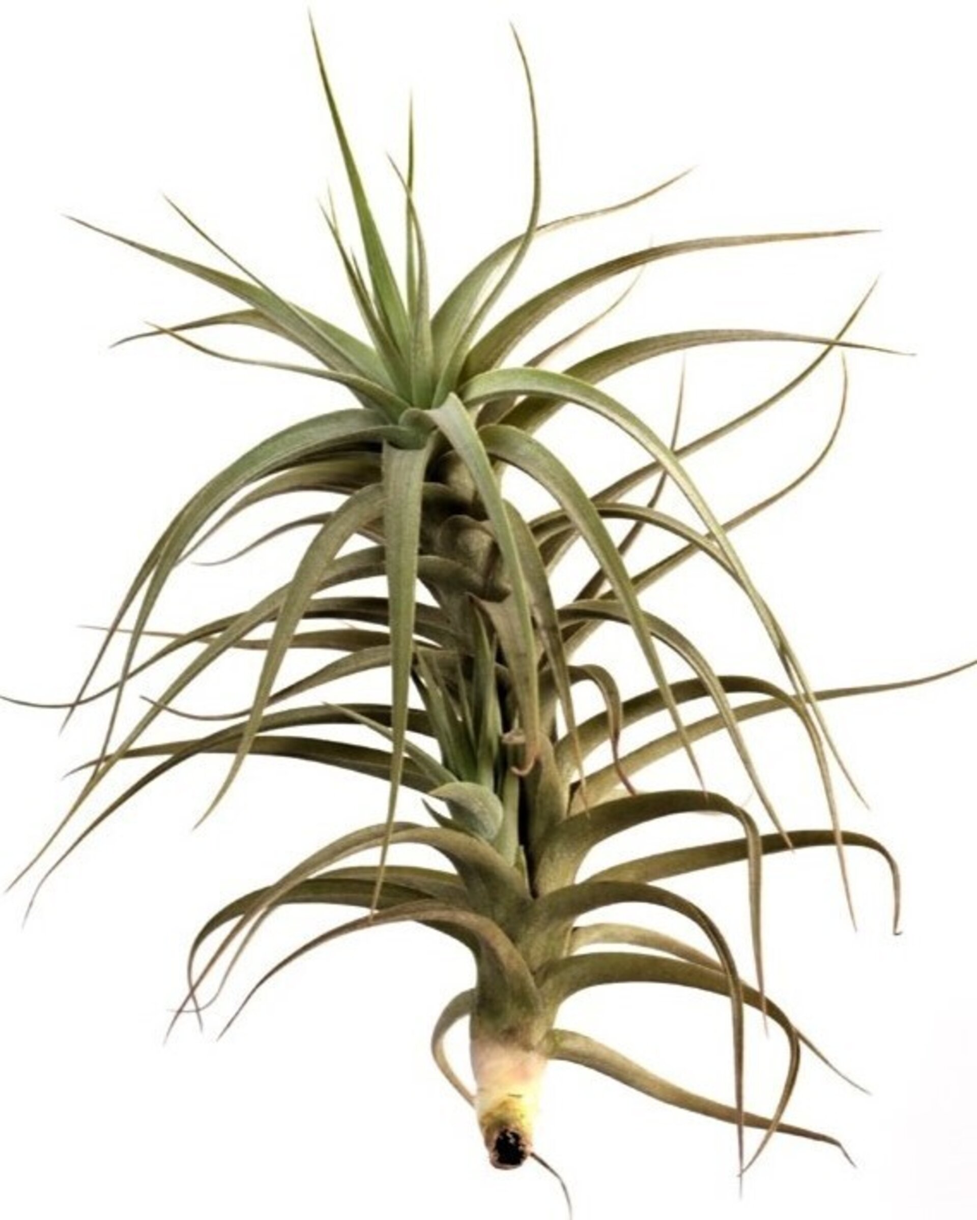 Tillandsia bergeri - 1