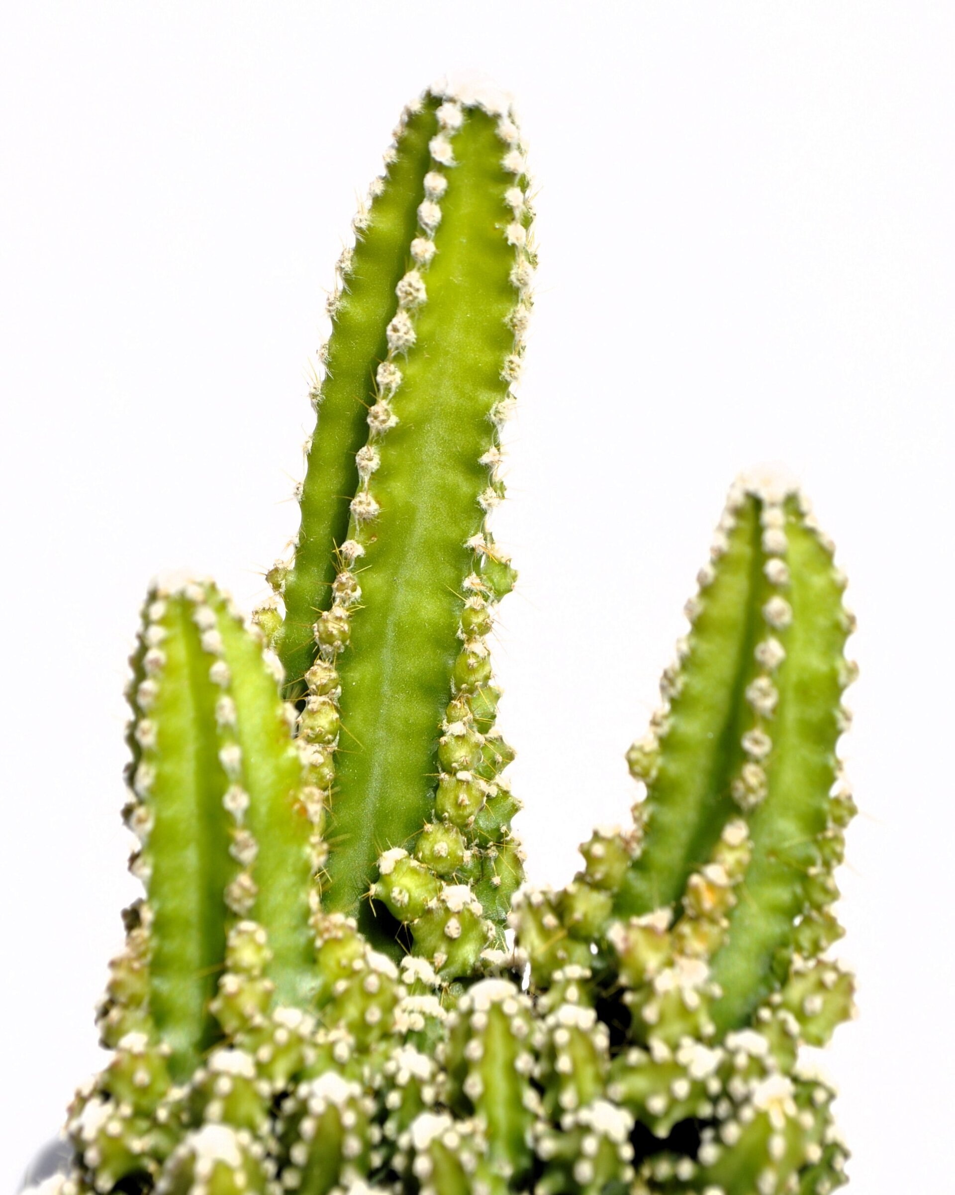 Cereus peruvianus ("cactus antirradiaciones") - 5