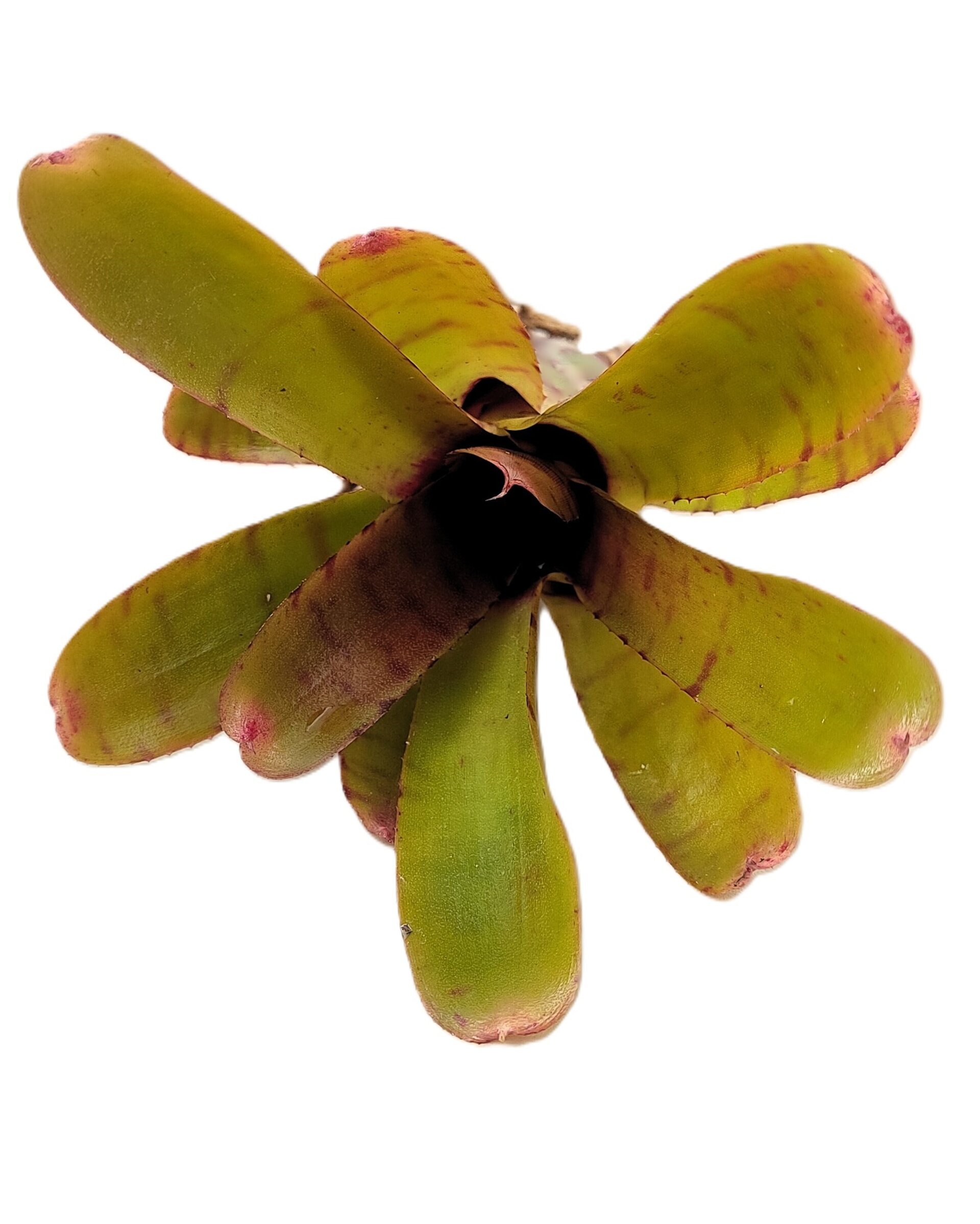 Neoregelia 'Thera' - 2