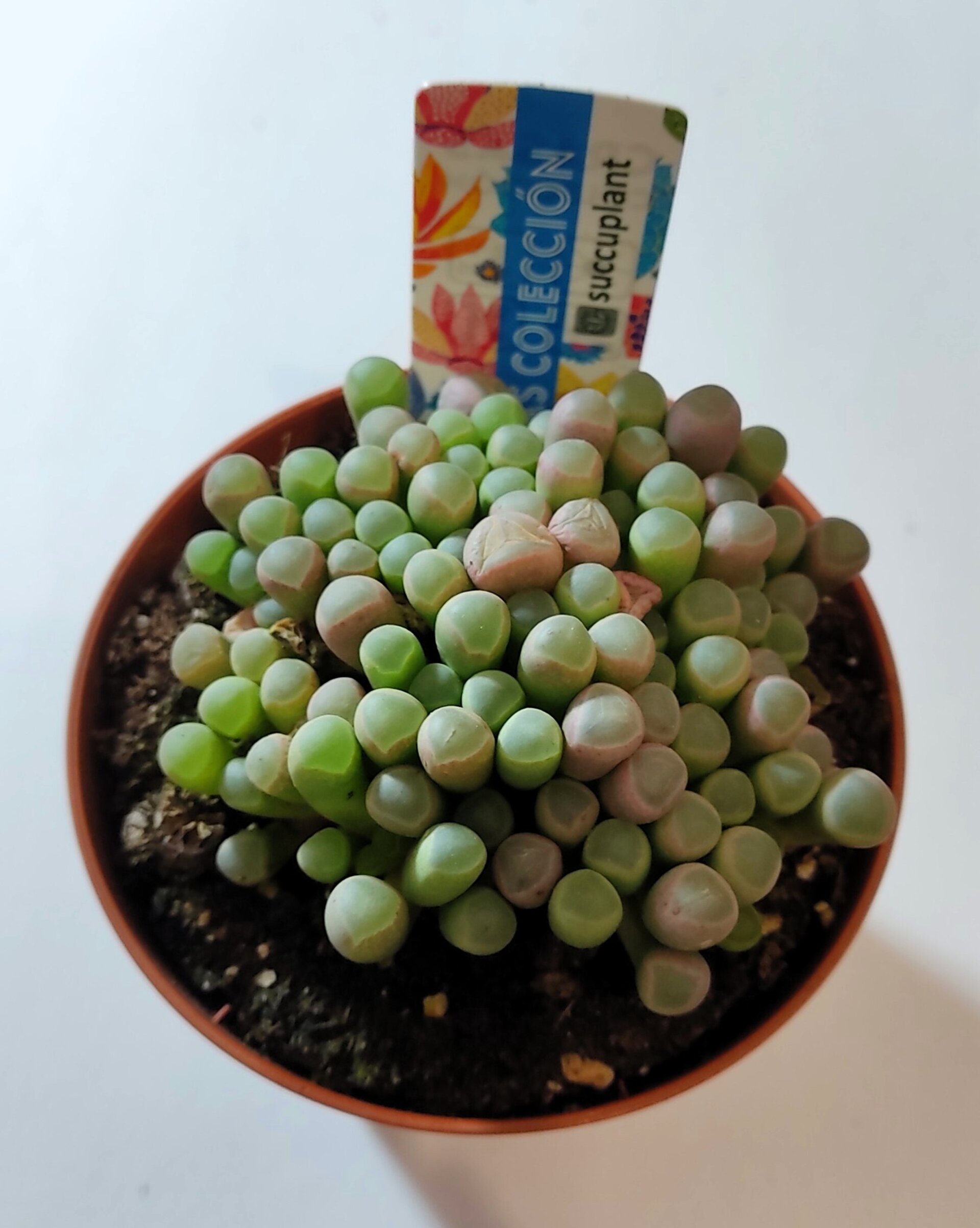 Fenestraria rhopalophylla subsp. rhopalophylla M8.5 (planta ventana [mediana]) - 1
