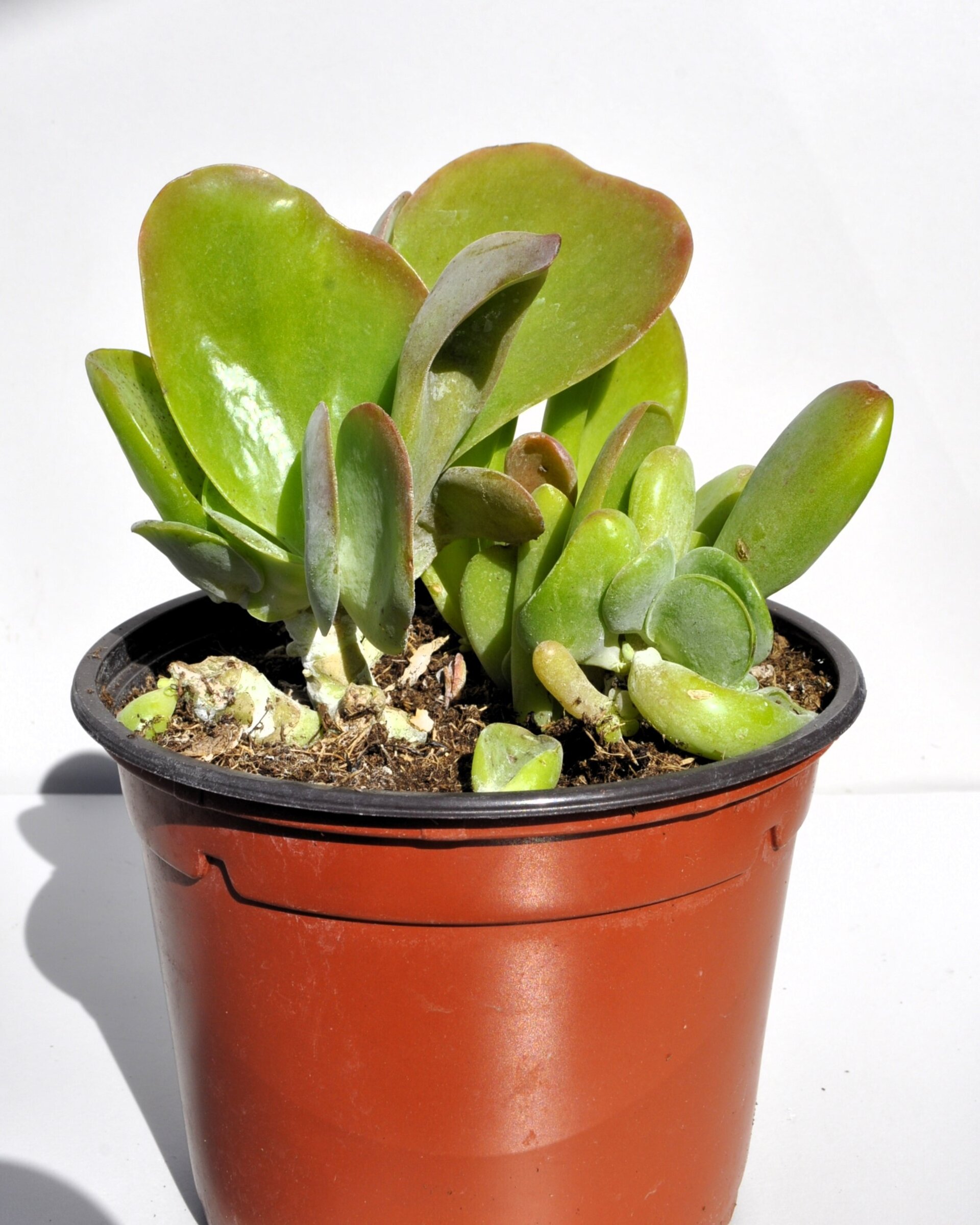 Kalanchoe luciae 'Oricula' M13 ("orejas de Shrek") - 2
