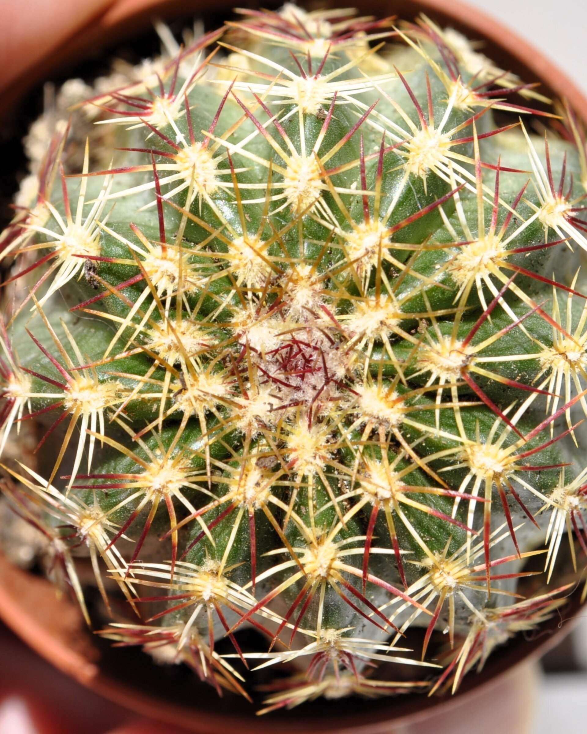Echinocereus viridiflorus M 5.5 (cactus erizo verde) - 4