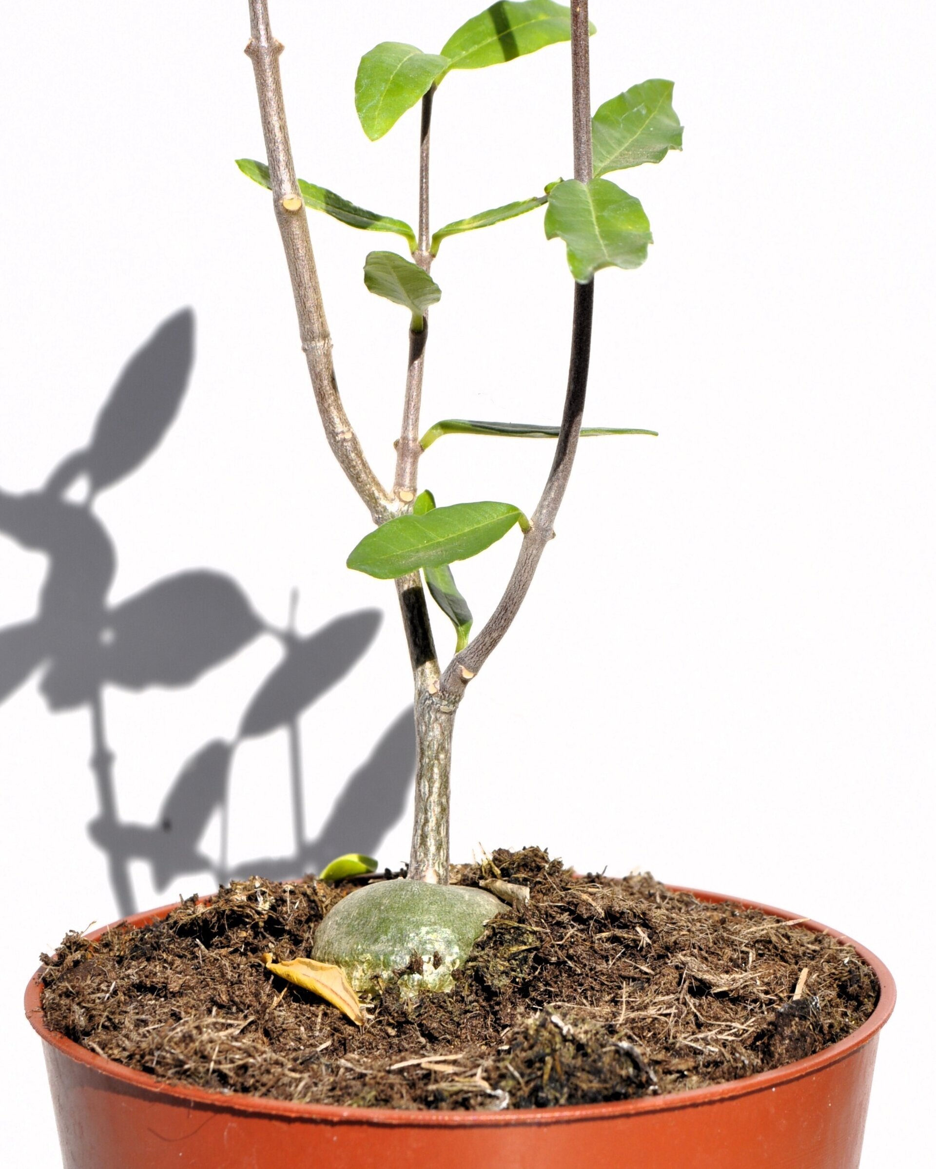Fockea edulis (planta botella, pan de los hotentotes) - 3