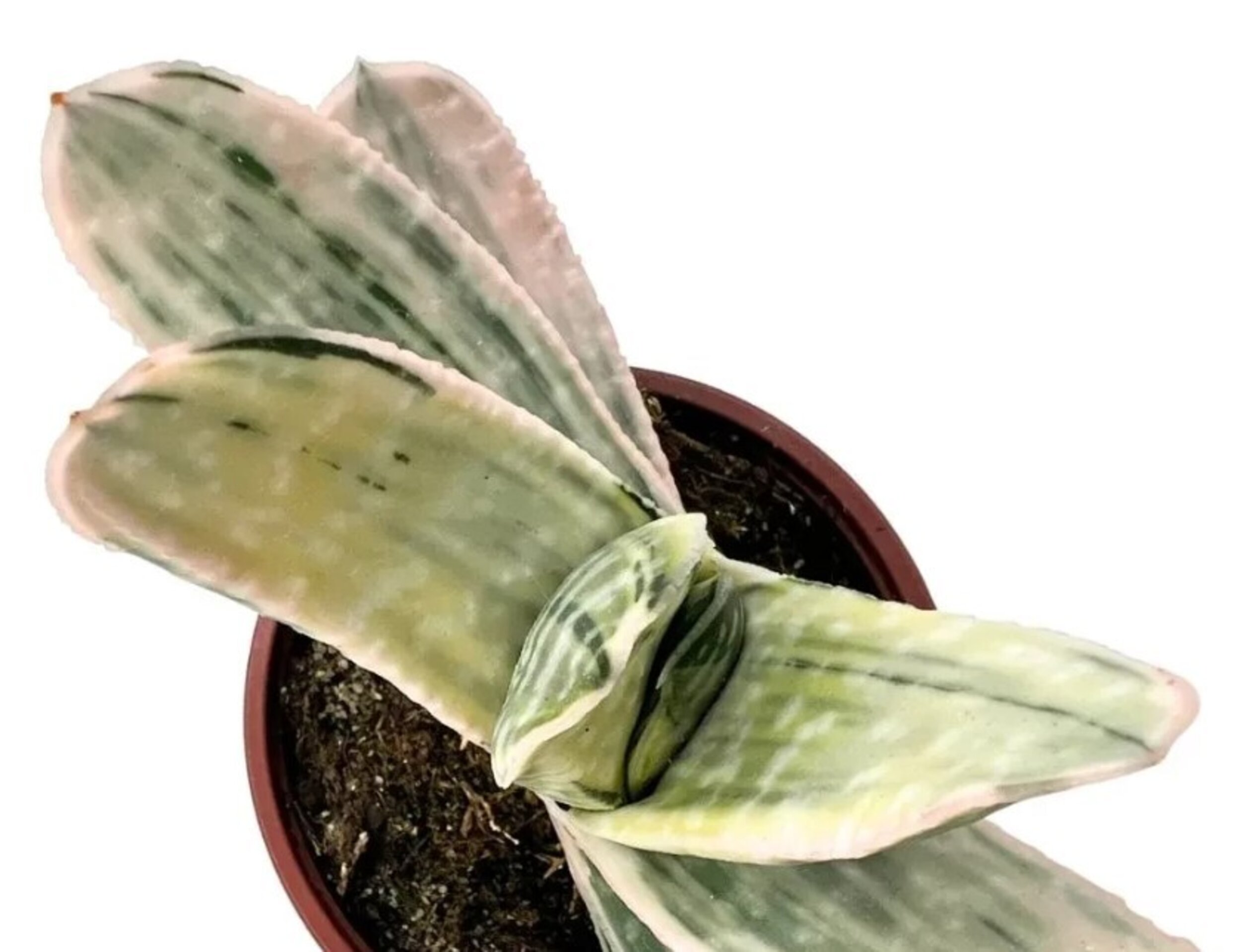 Gasteria 'Sakura Fuji Mini' - 2