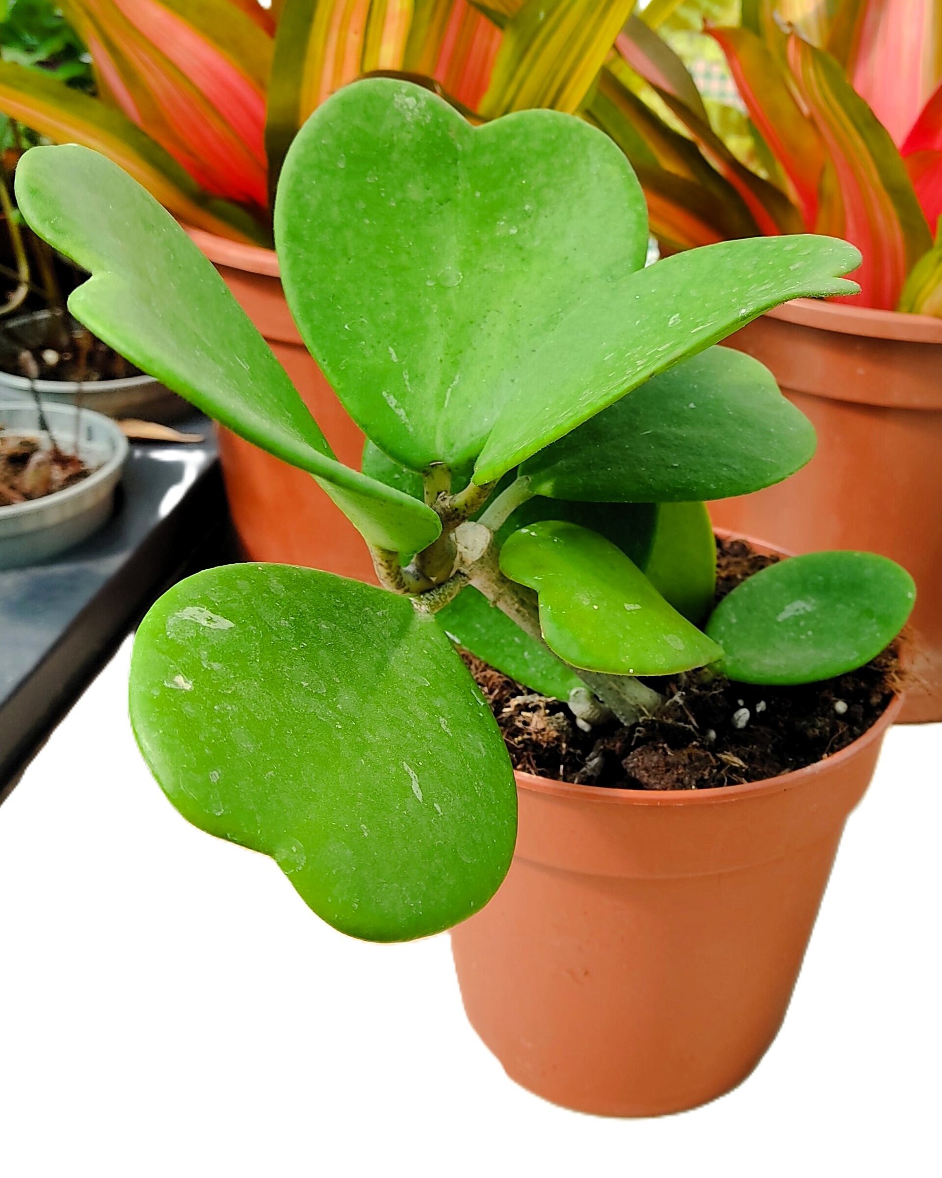 Hoya kerrii [enredadera] (planta corazón enredadera) - 1