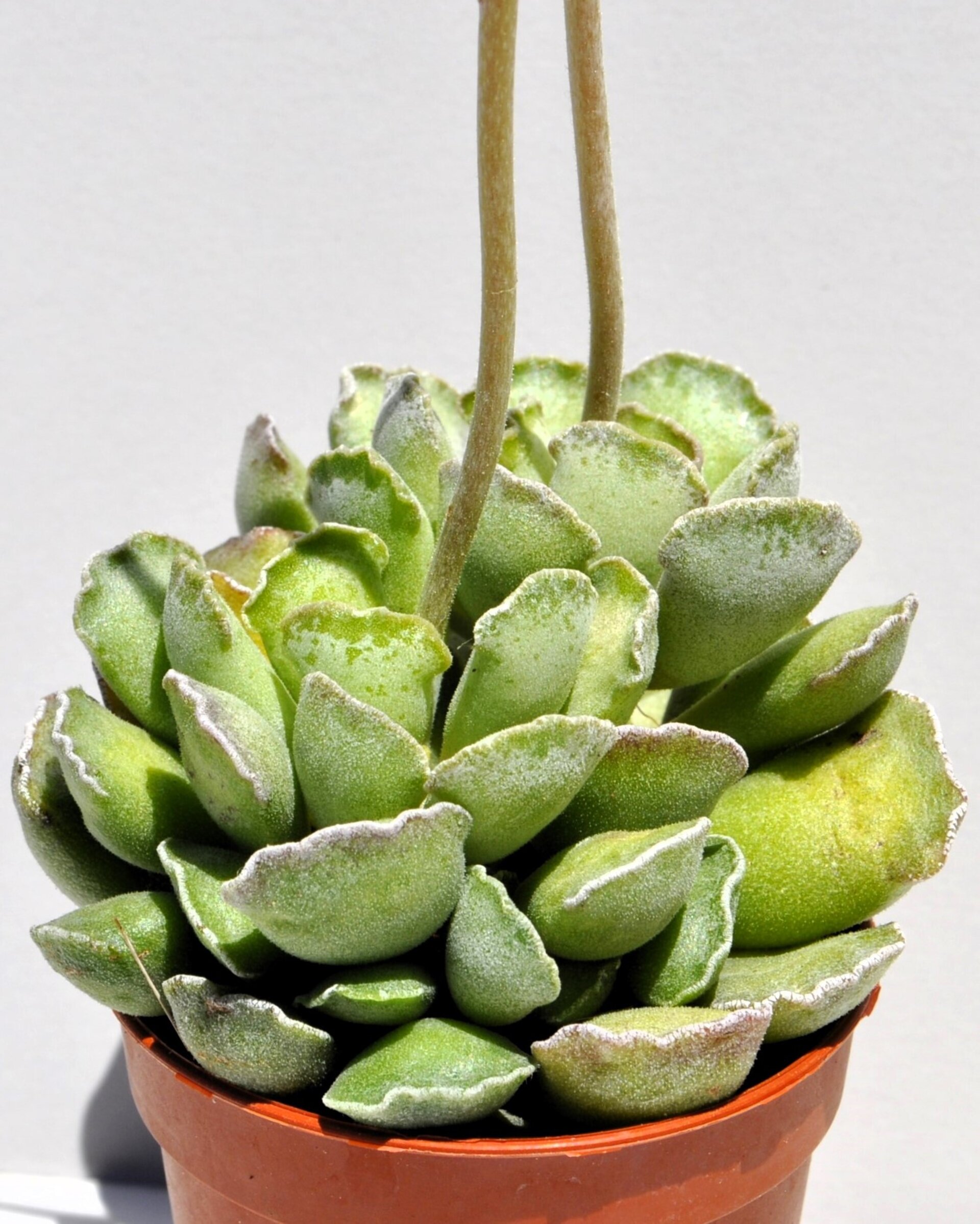 Adromischus cristatus - 4