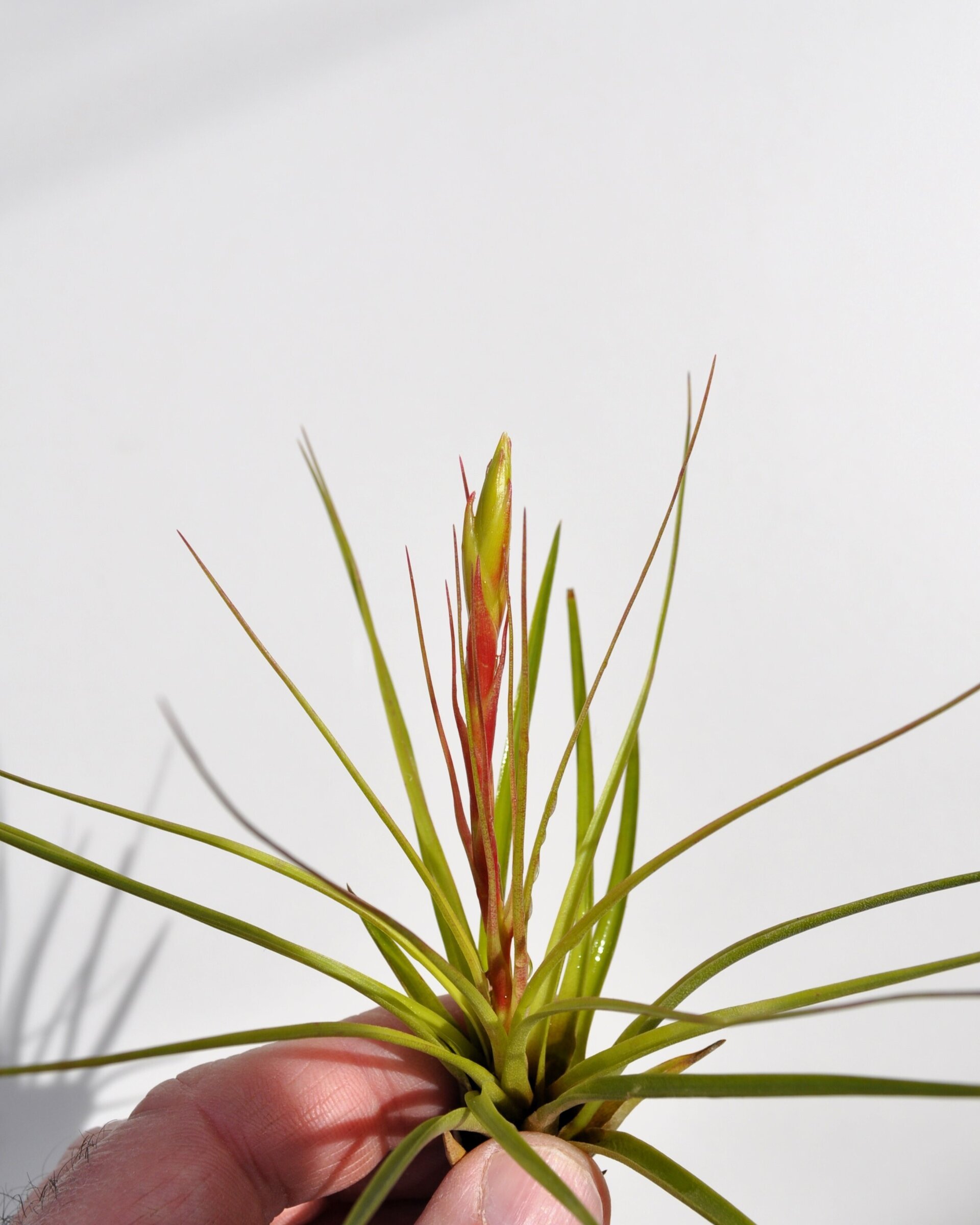 Tillandsia tricolor (small) - 2