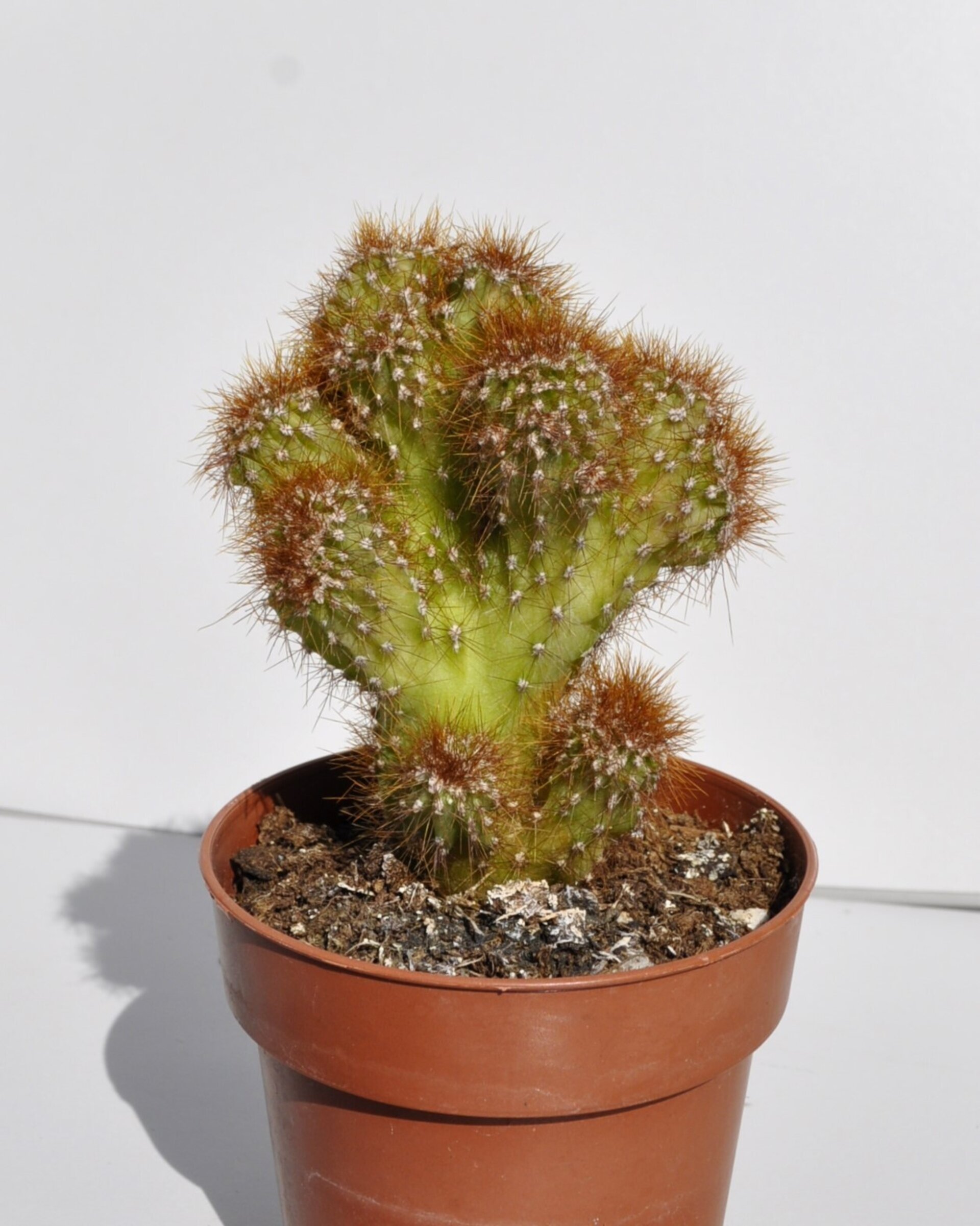 Cereus peruvianus var. monstruosus - 7