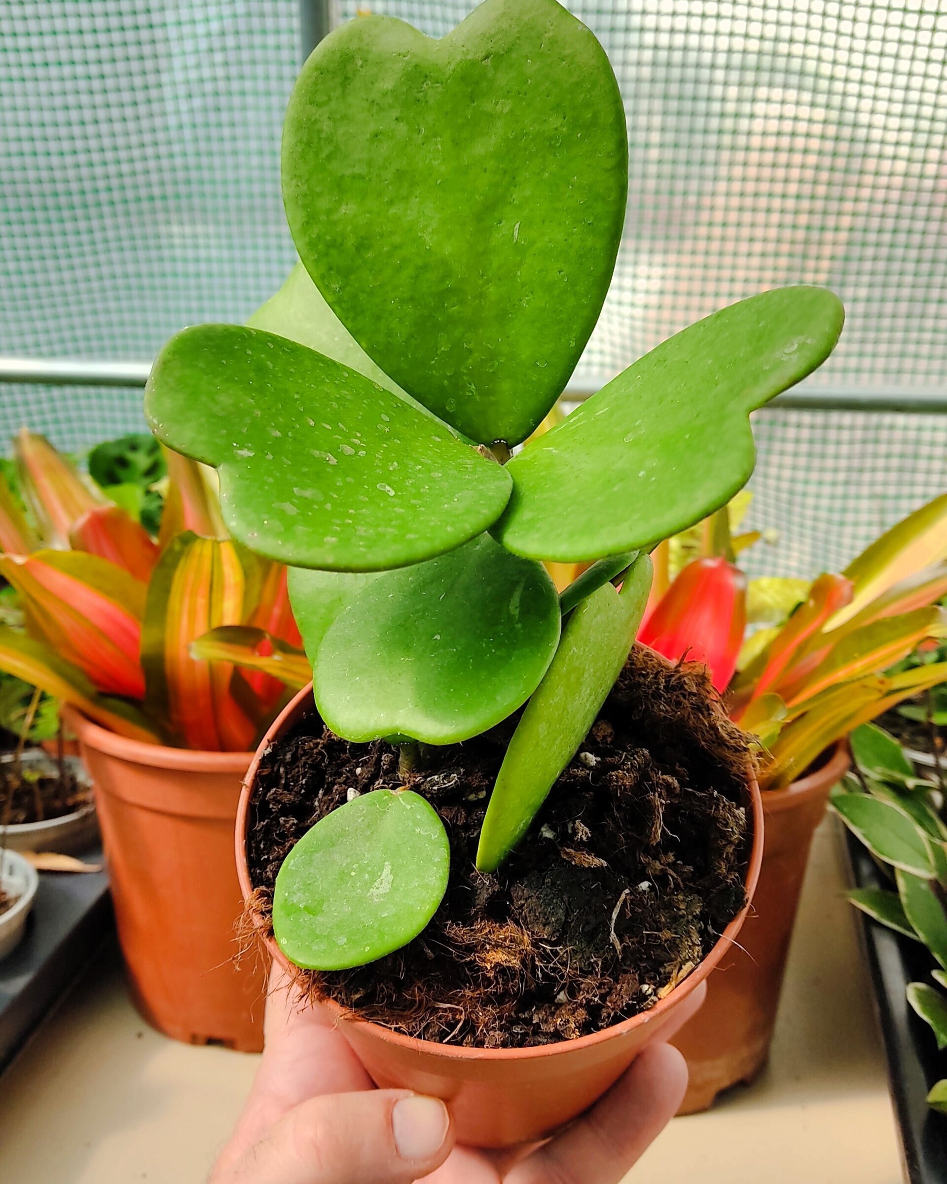 Hoya kerrii [enredadera] (planta corazón enredadera) - 2