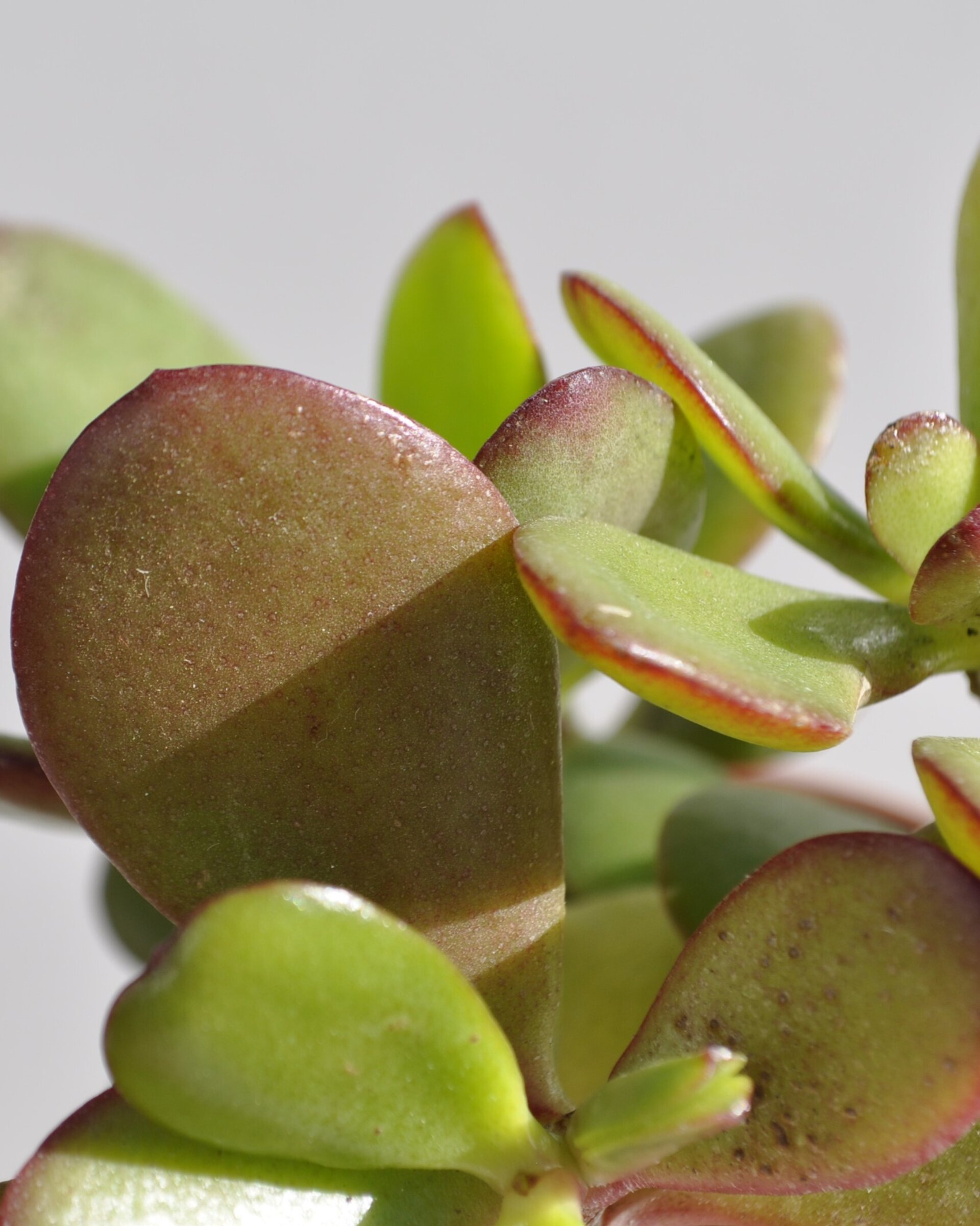 Crassula ovata (árbol de jade) - 8