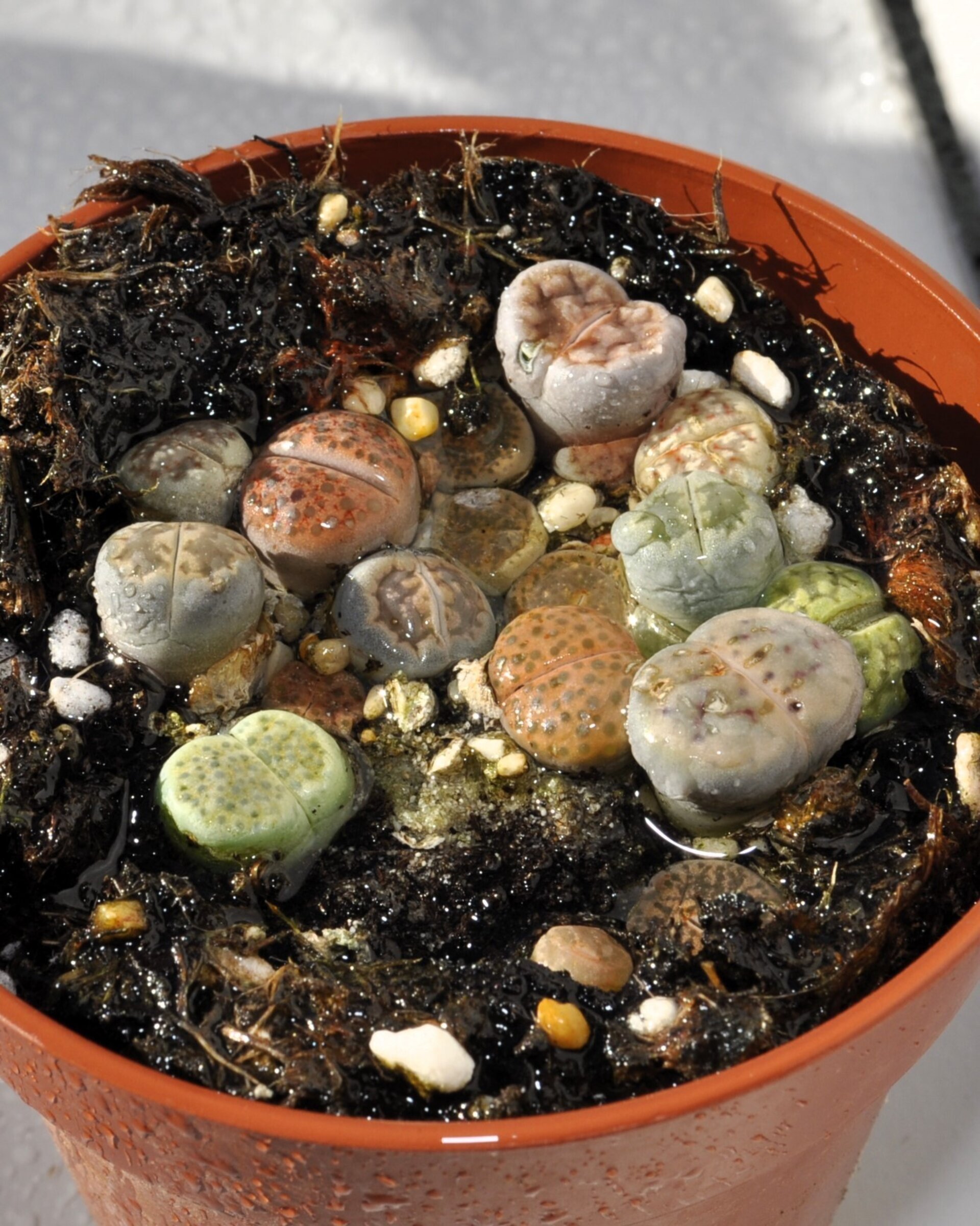 Lithops spp. (planta piedra, piedra viva) - 4