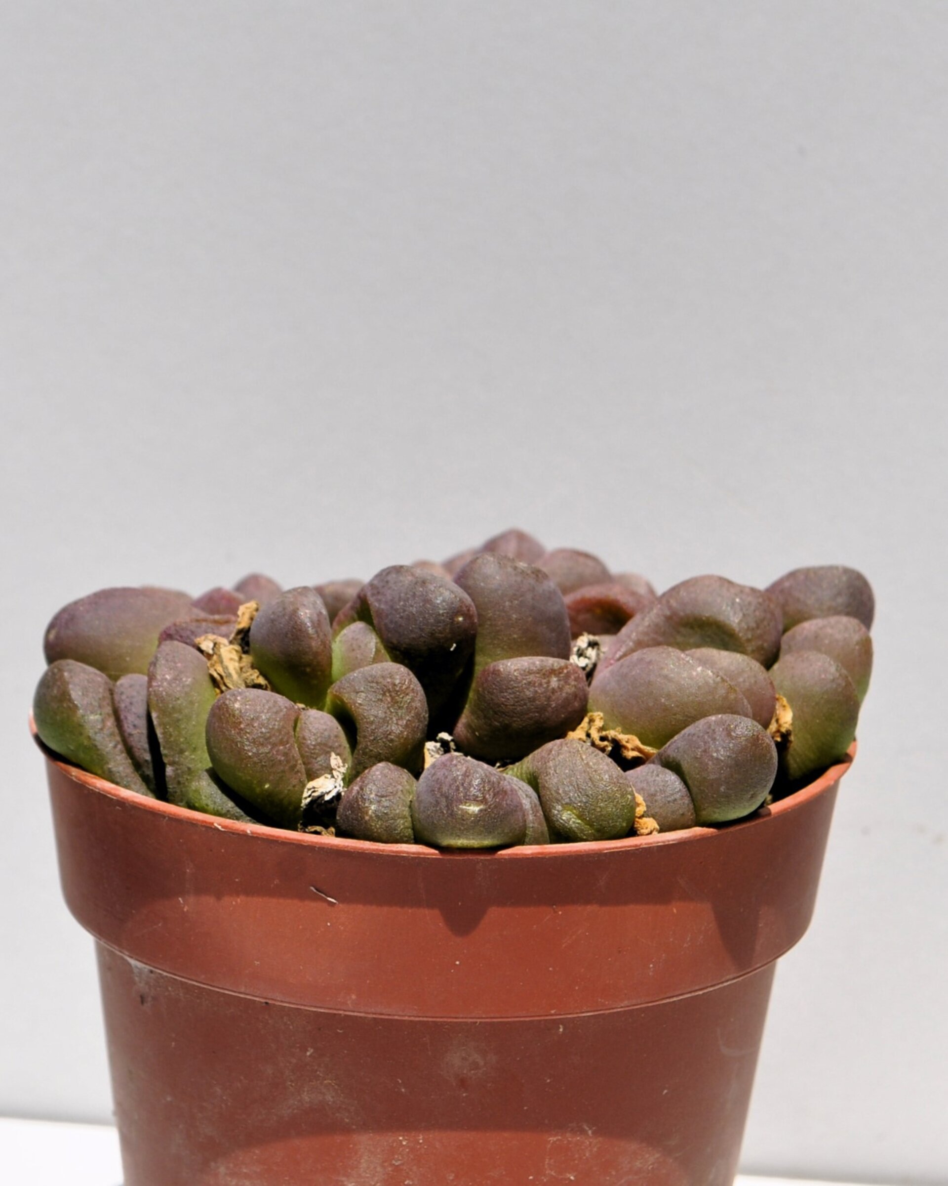Glottiphyllum pygmaeum M8.5 (lengua de gato) - 3