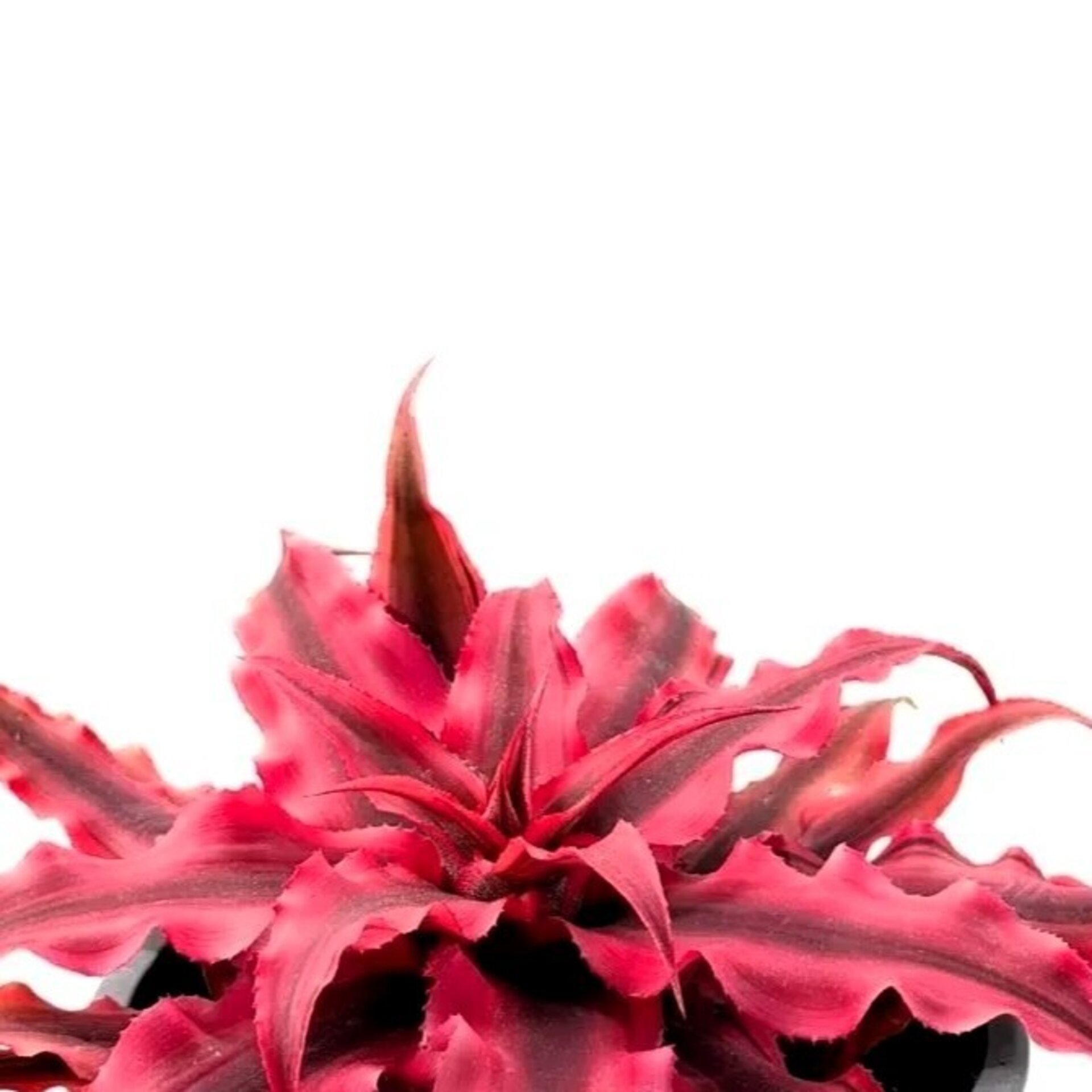 Cryptanthus ‘Rubra’ (estrella de tierra roja) - 3