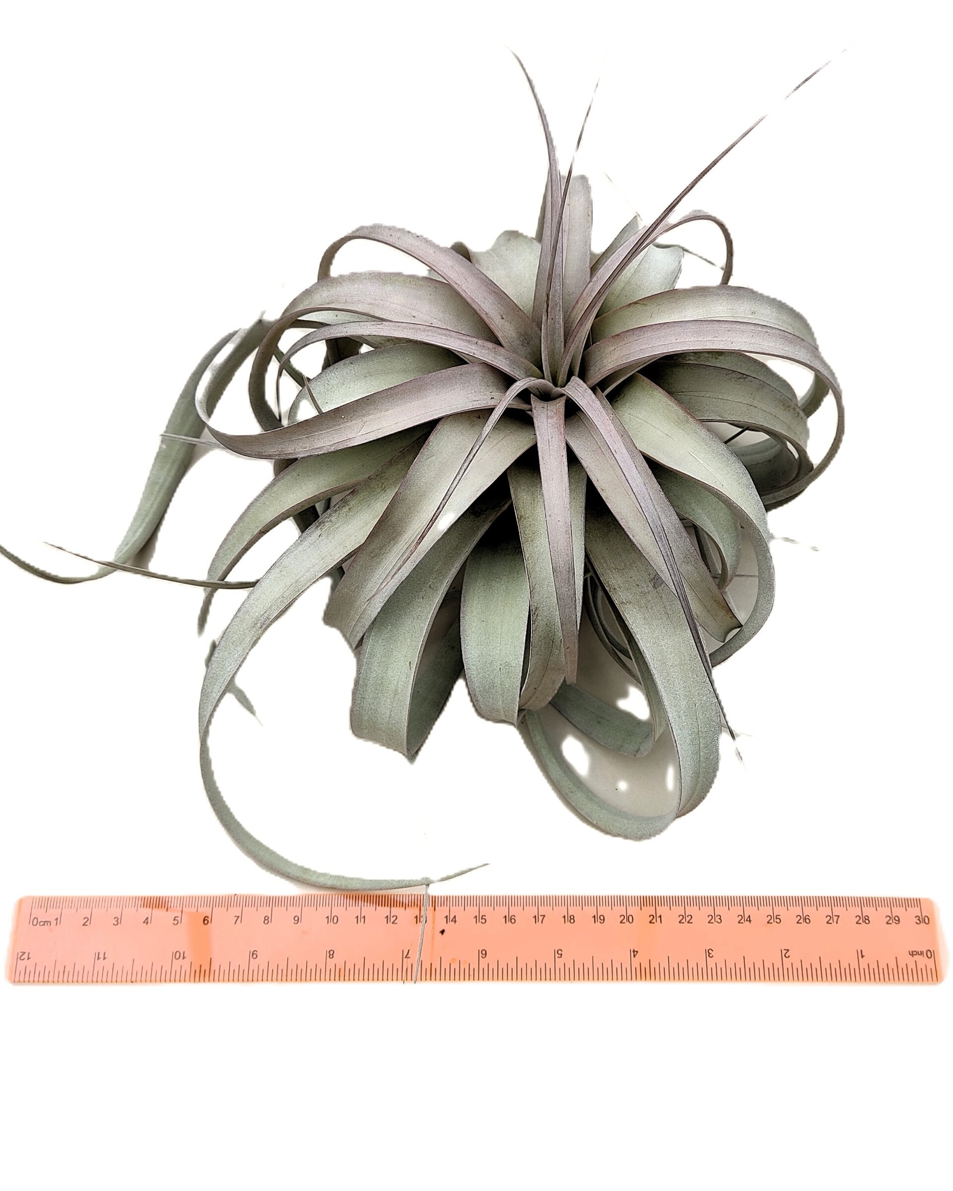 Tillandsia xerographica (pie de gallo) [medium] - 2