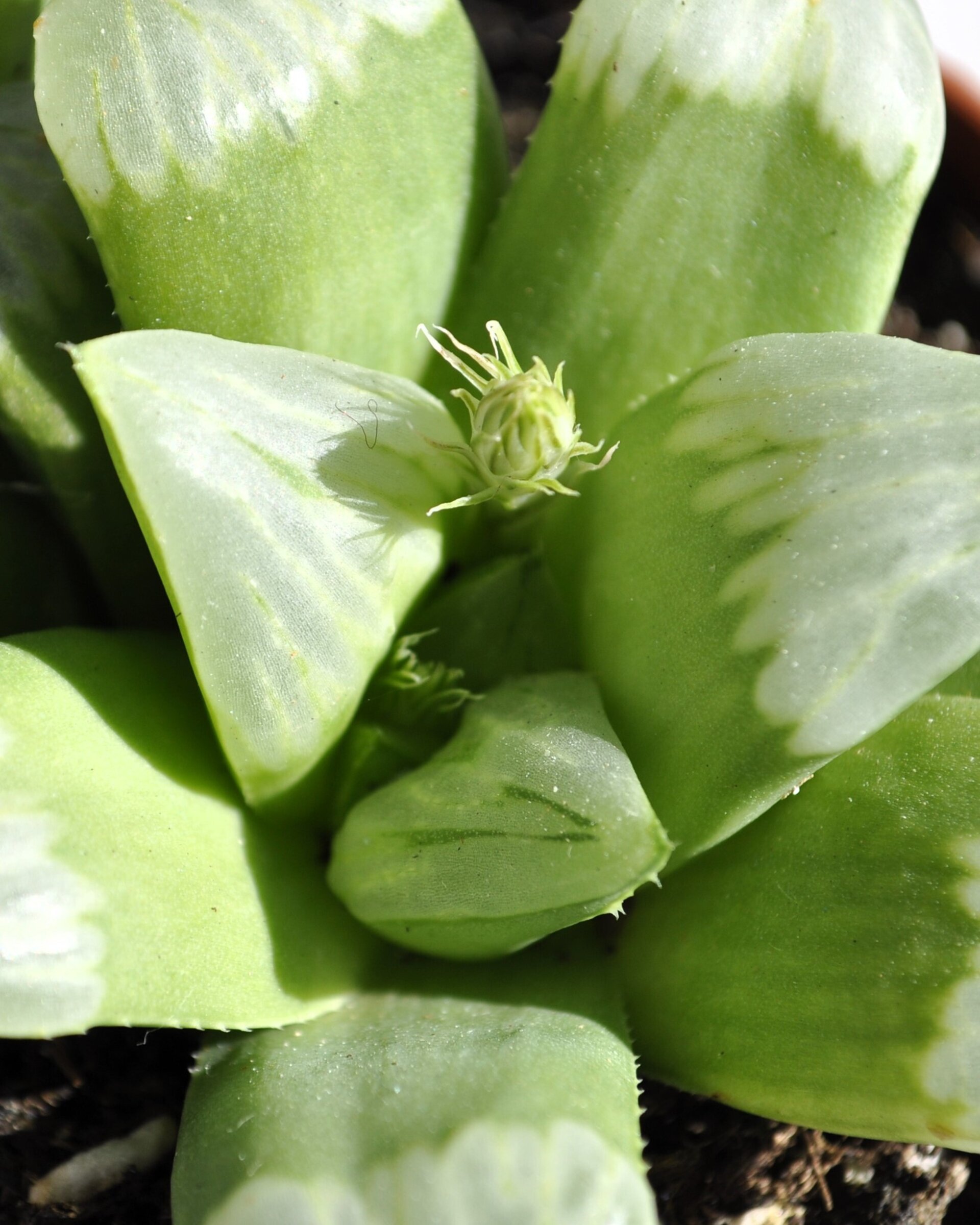 Haworthia 'Byakuya' (estrella de medianoche) - 6