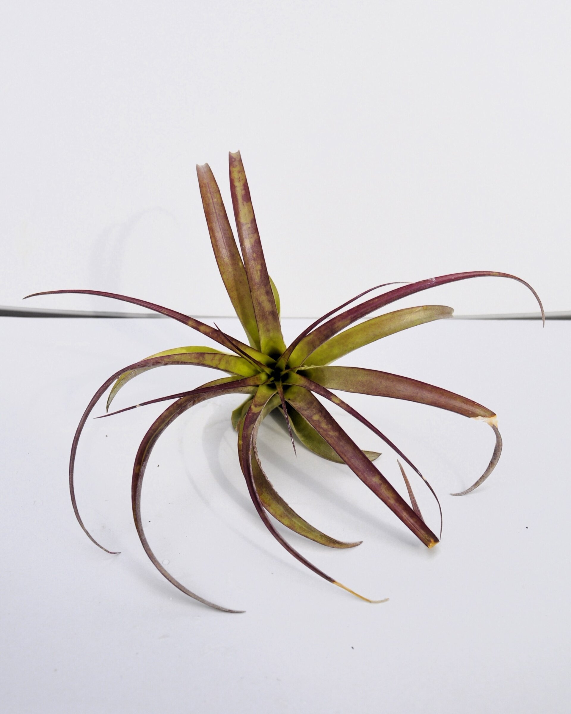 Tillandsia brachycaulos x flabellata - 3