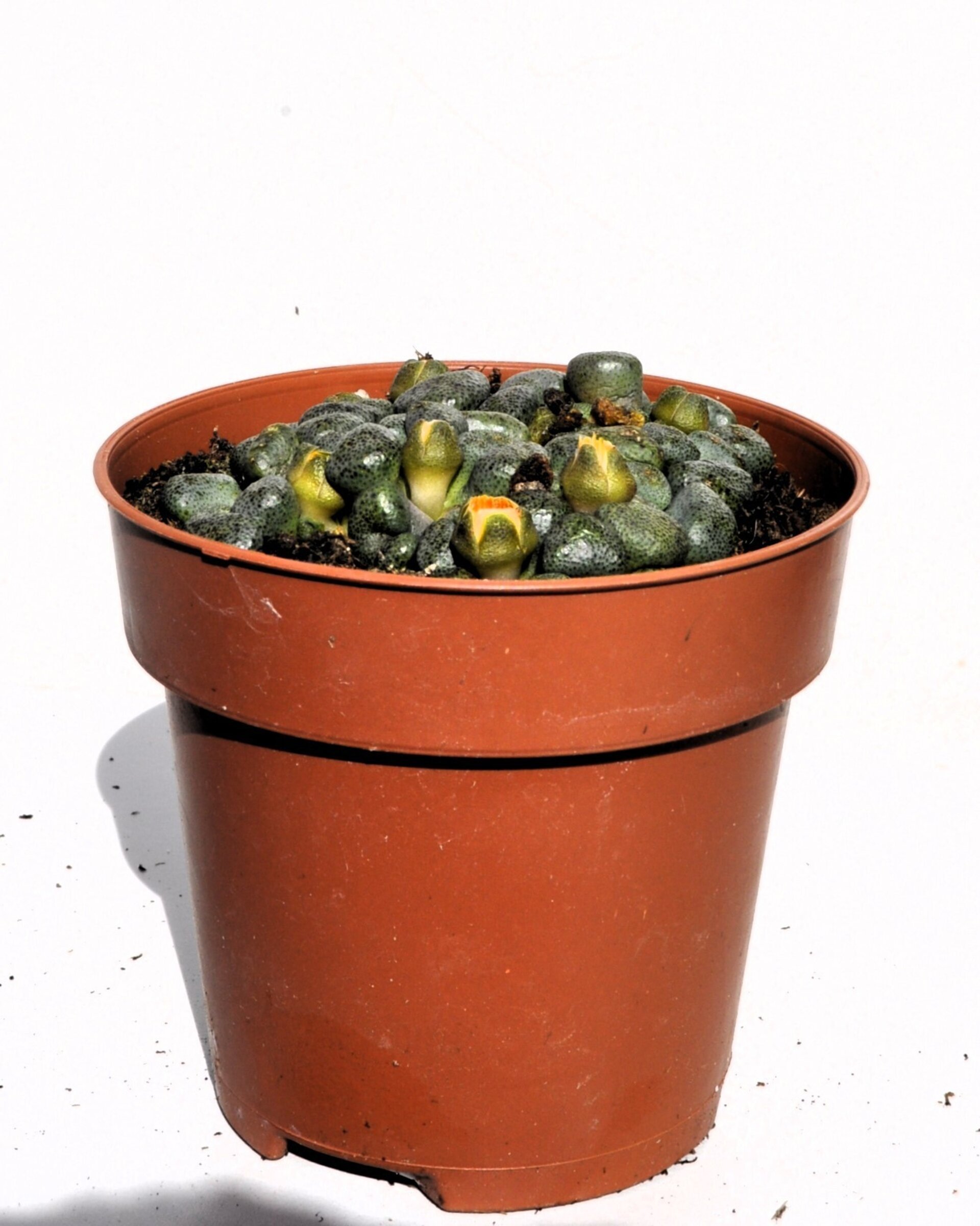 Aloinopsis cf. schooneesii - 5