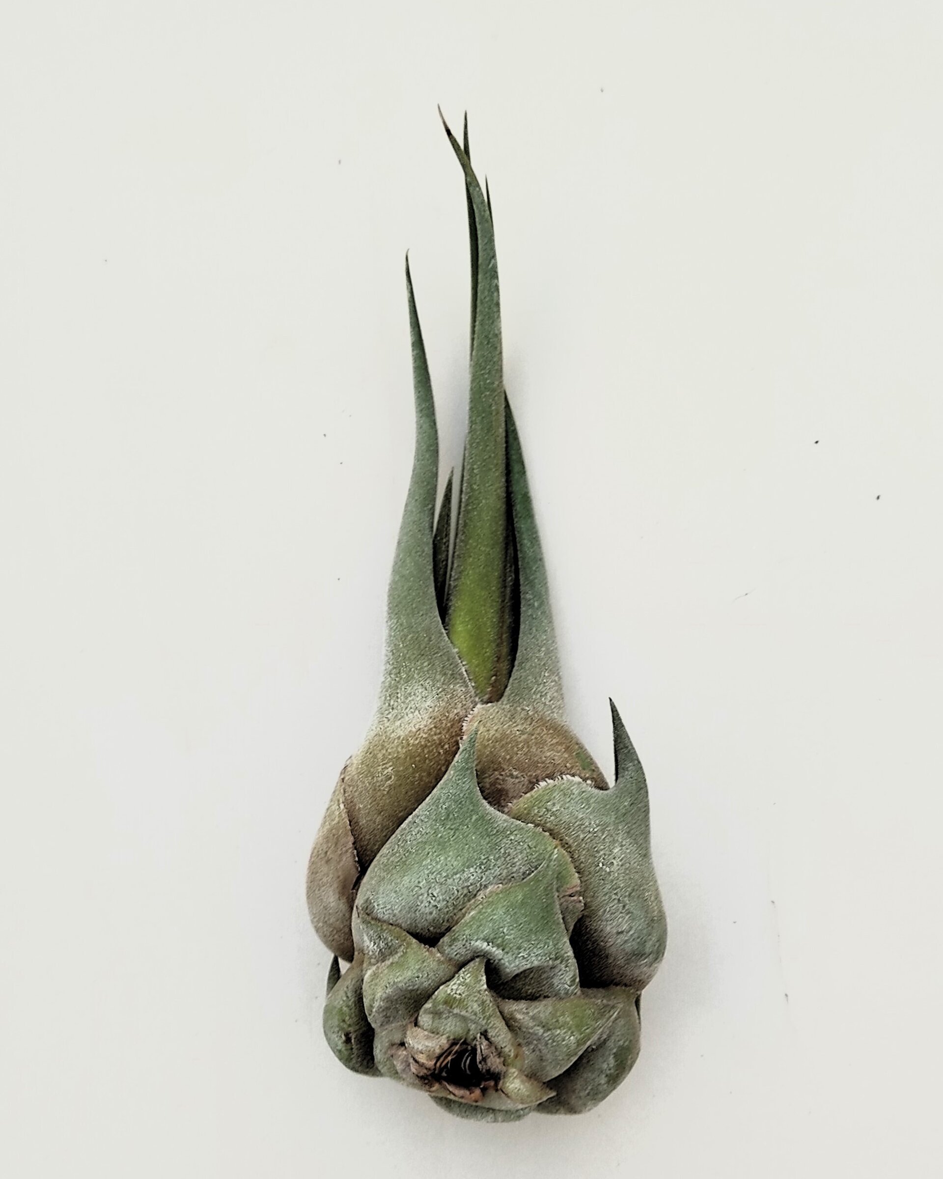 Tillandsia seleriana - 2