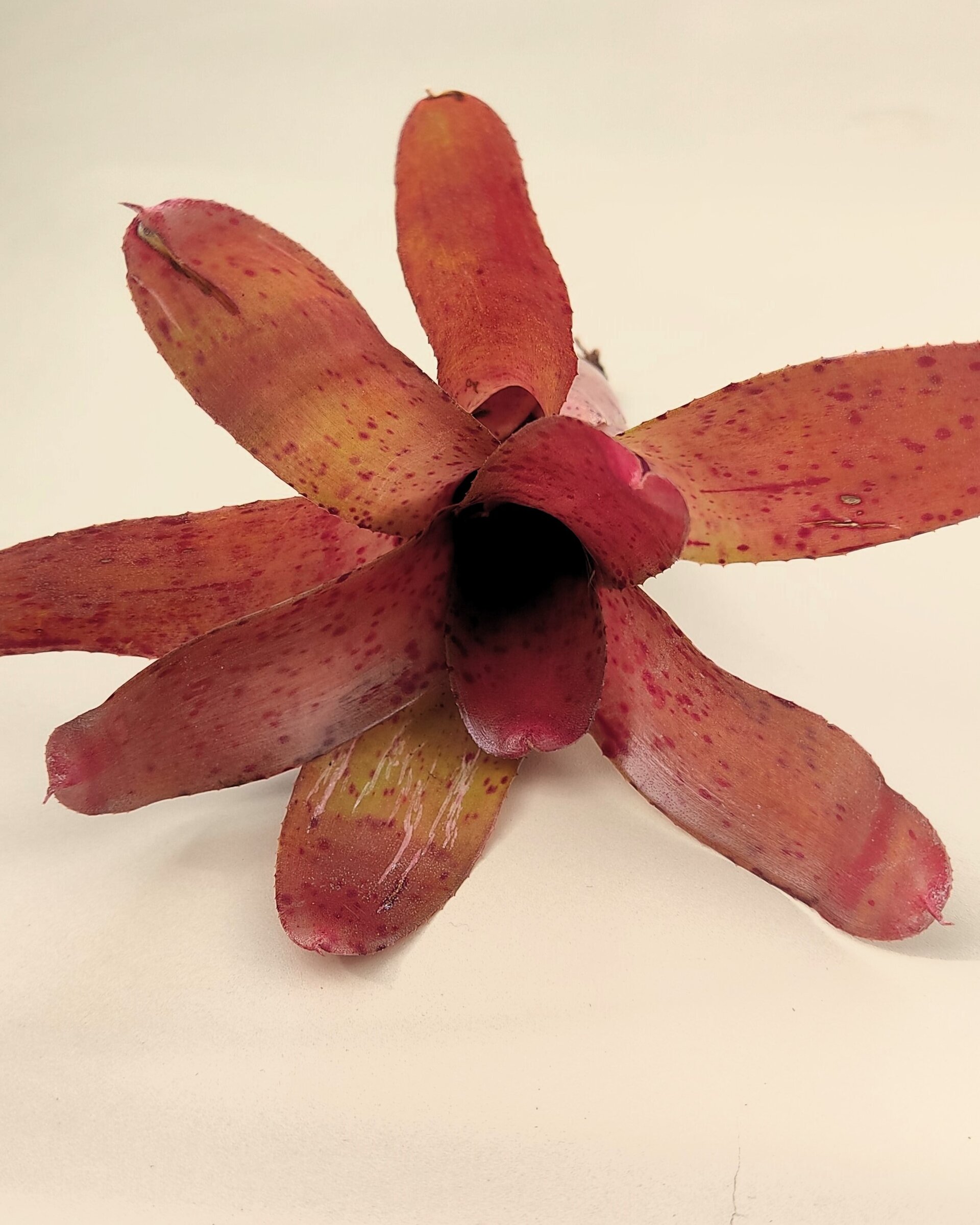 Neoregelia 'Iride' - 2