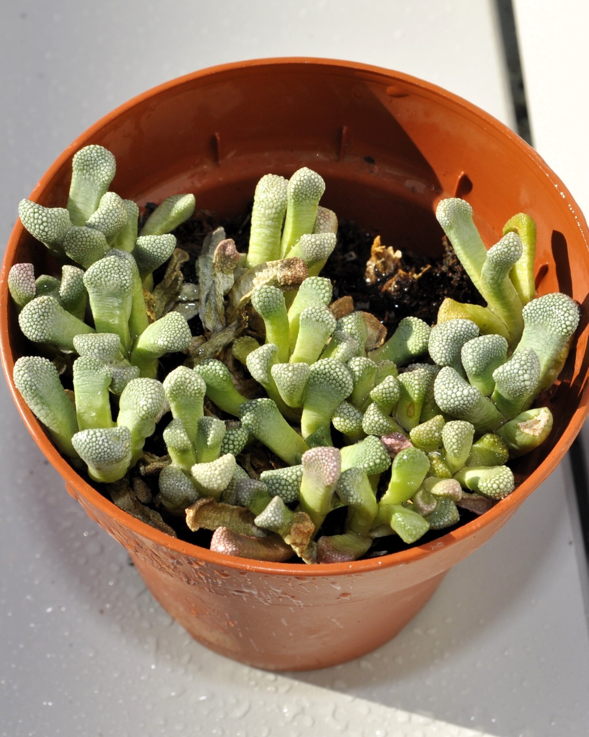 Titanopsis schwantesii - 9