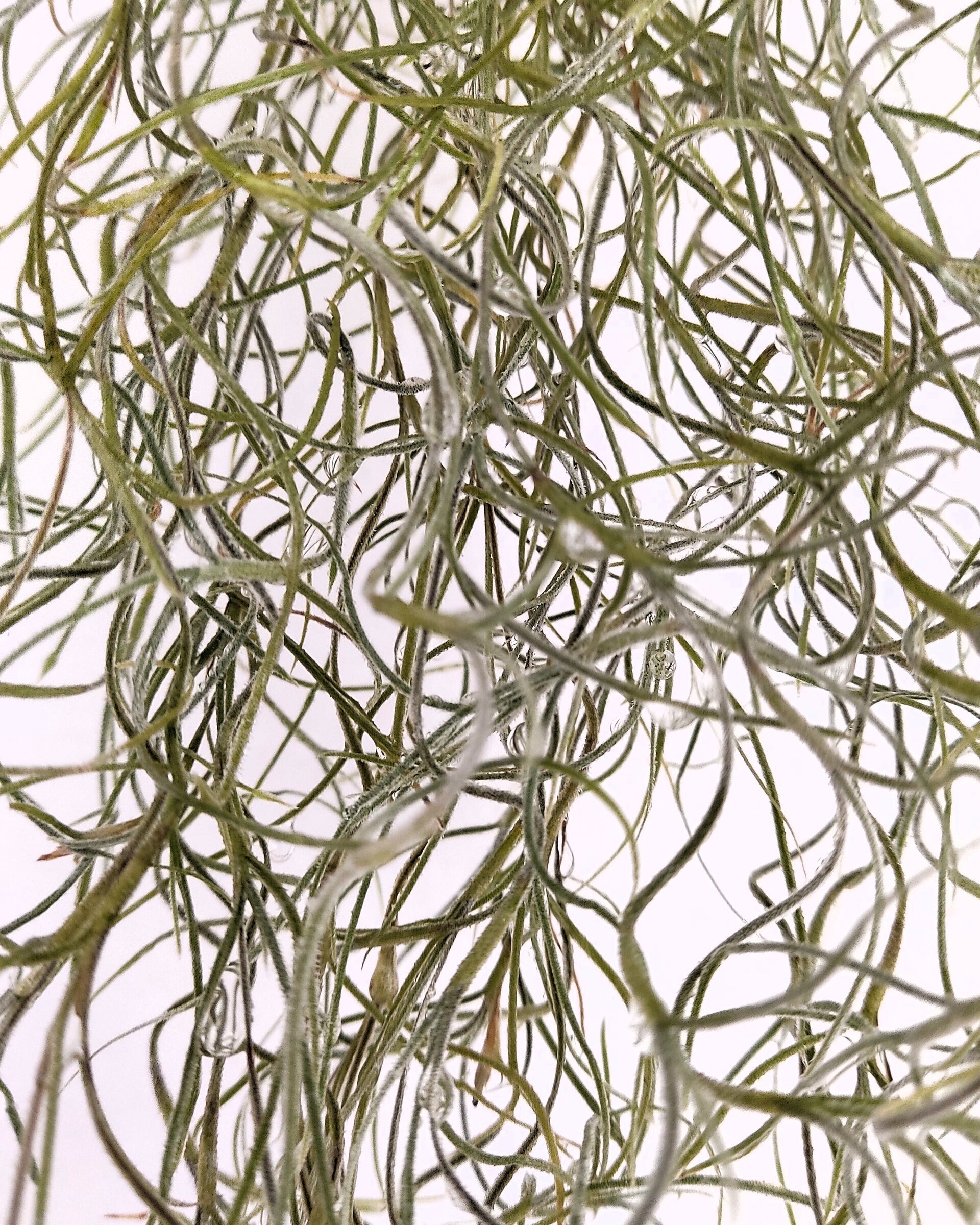 Tillandsia usneoides [XL] (barba de viejo [muy larga]) - 5