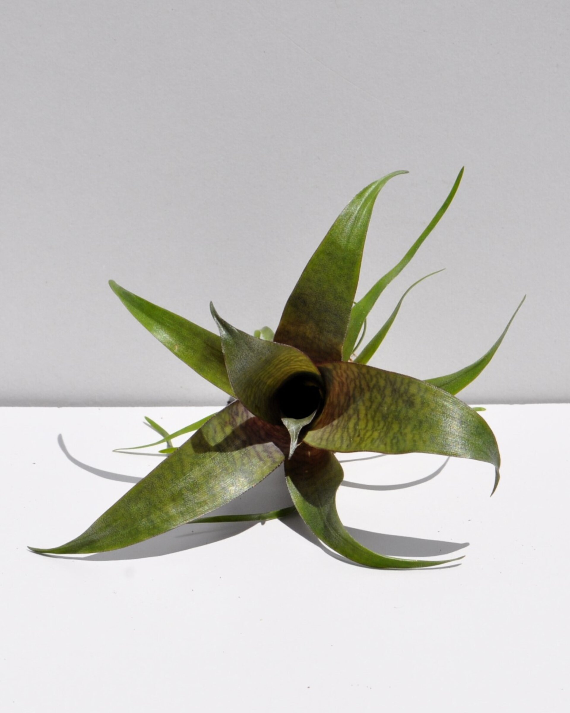 Vriesea 'Tropical Day' (mini) - 6