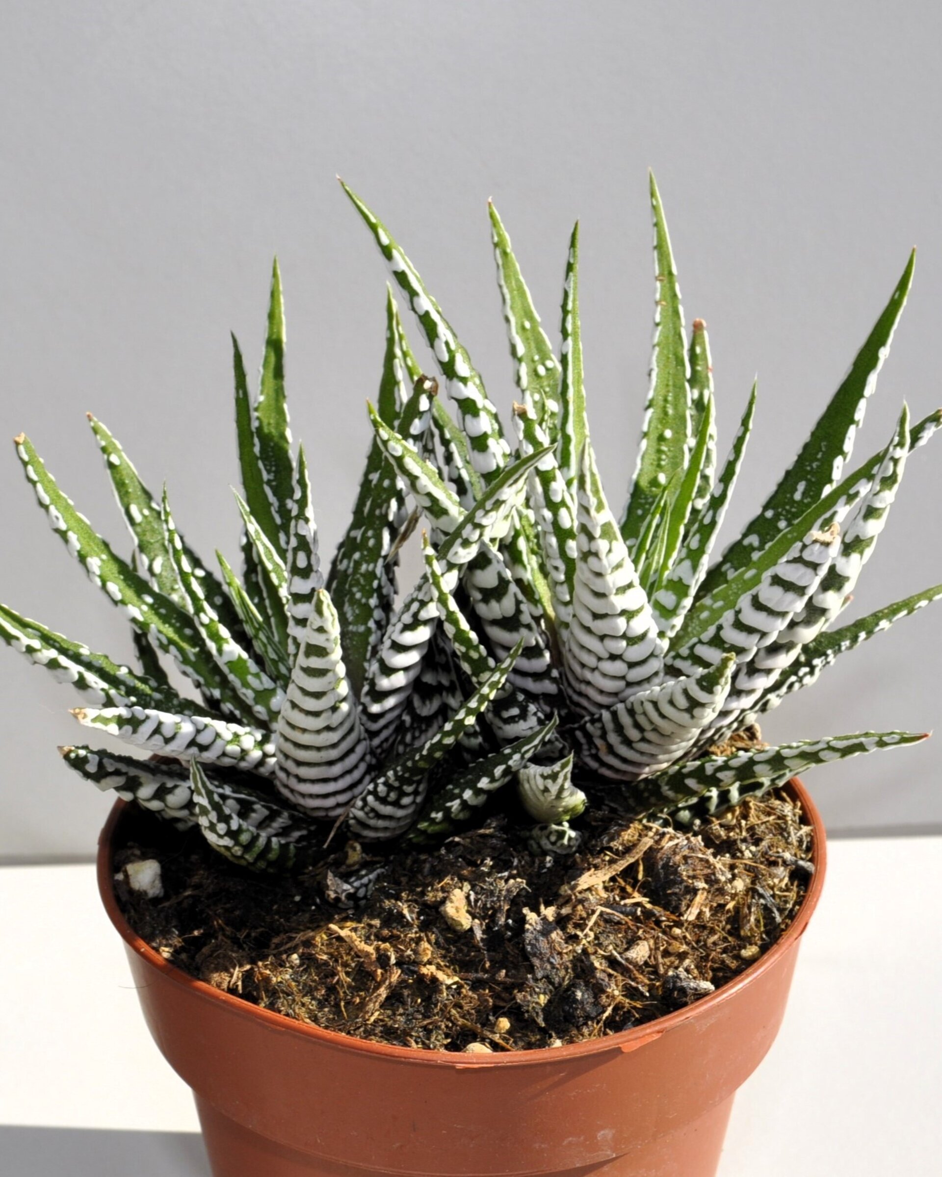 Haworthiopsis attenuata [= Haworthia attenuata] (planta cebra) - 5