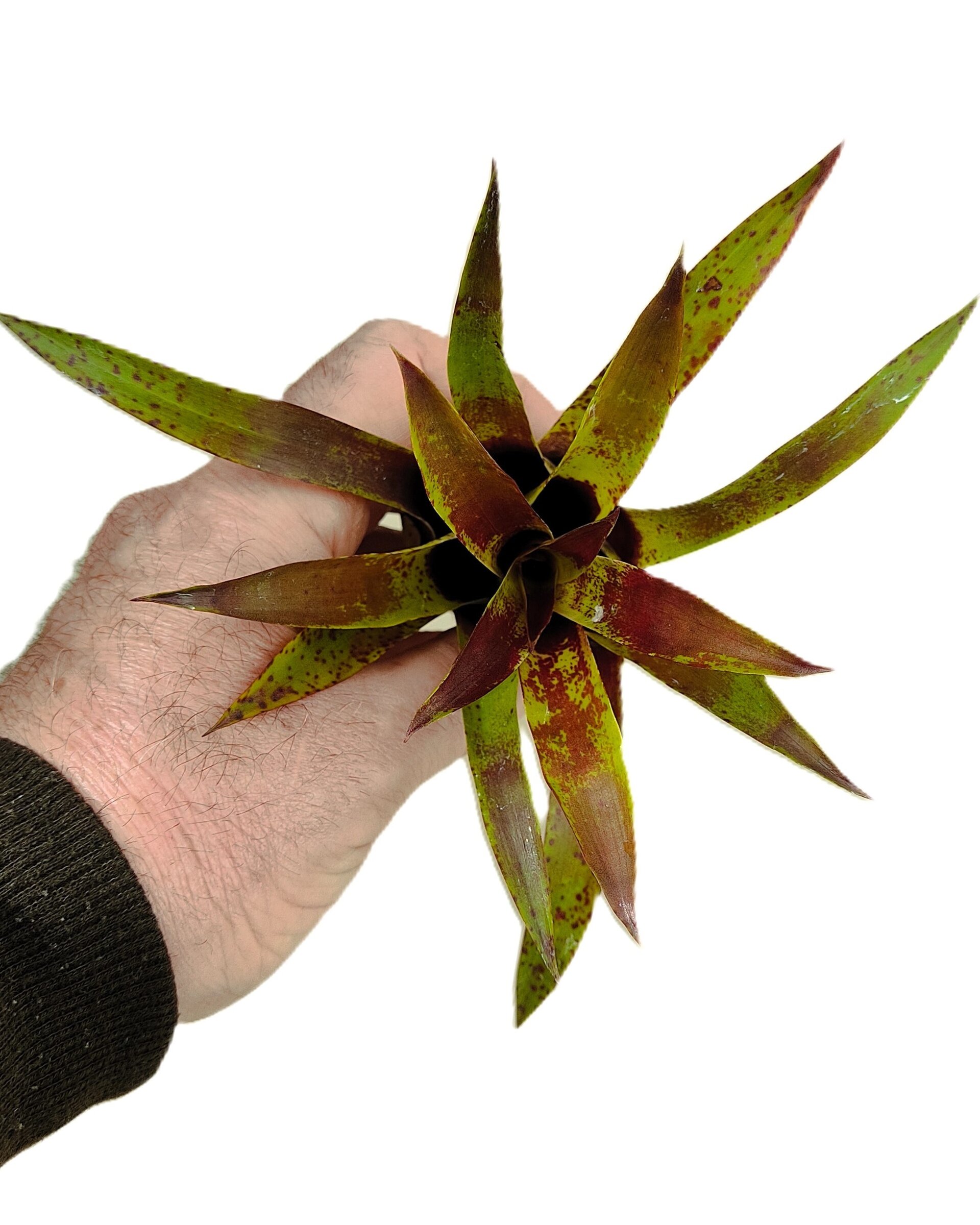 Vriesea lubbersii - 3