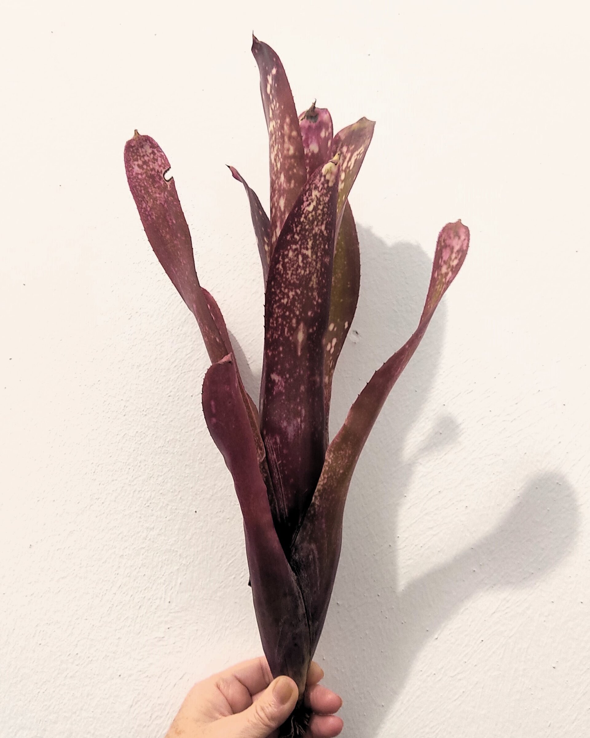 Billbergia 'Hallelujah' - 4