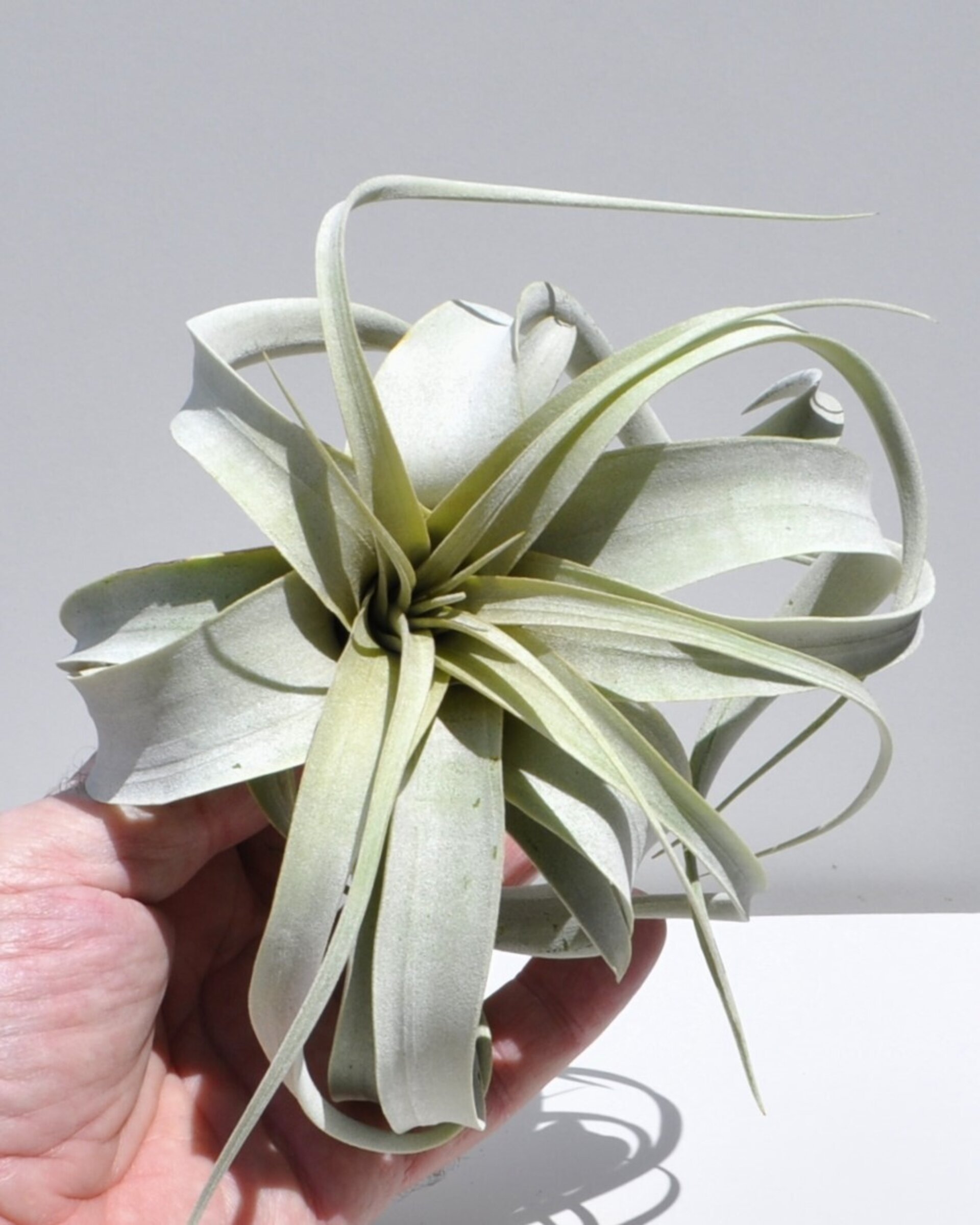 Tillandsia xerographica (pie de gallo) - 2