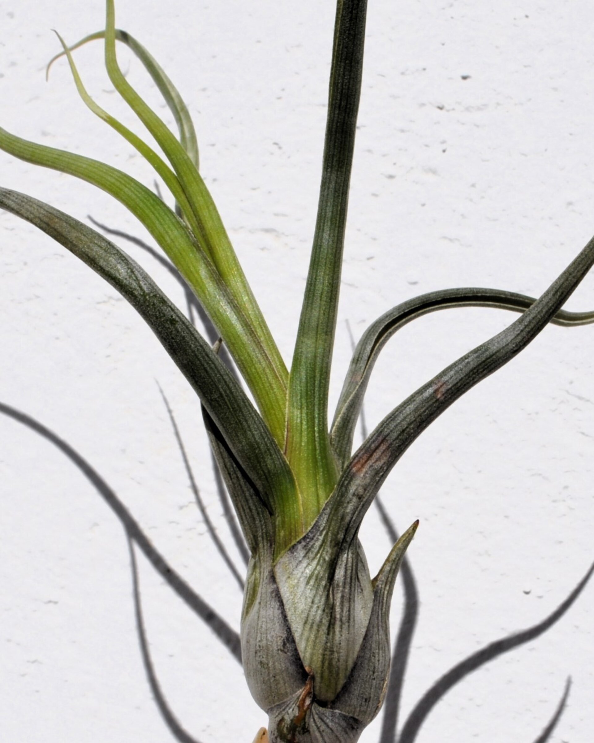 Tillandsia pseudobaileyi [small] - 2