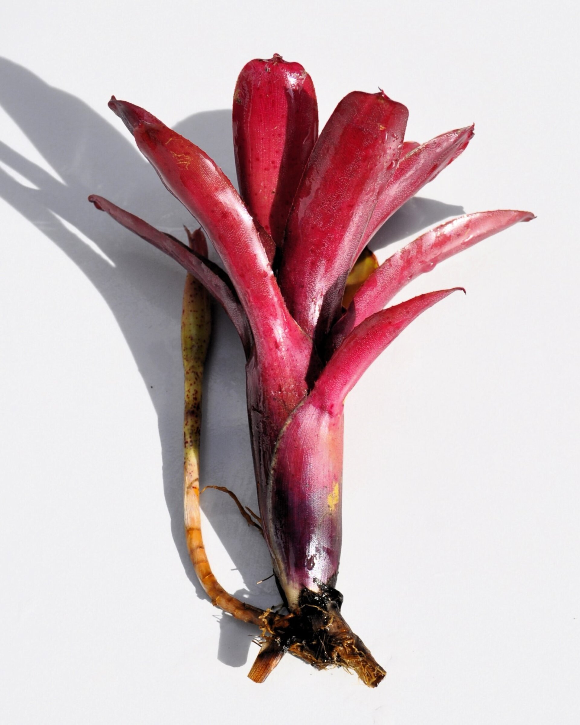 Neoregelia 'Amazon' - 3