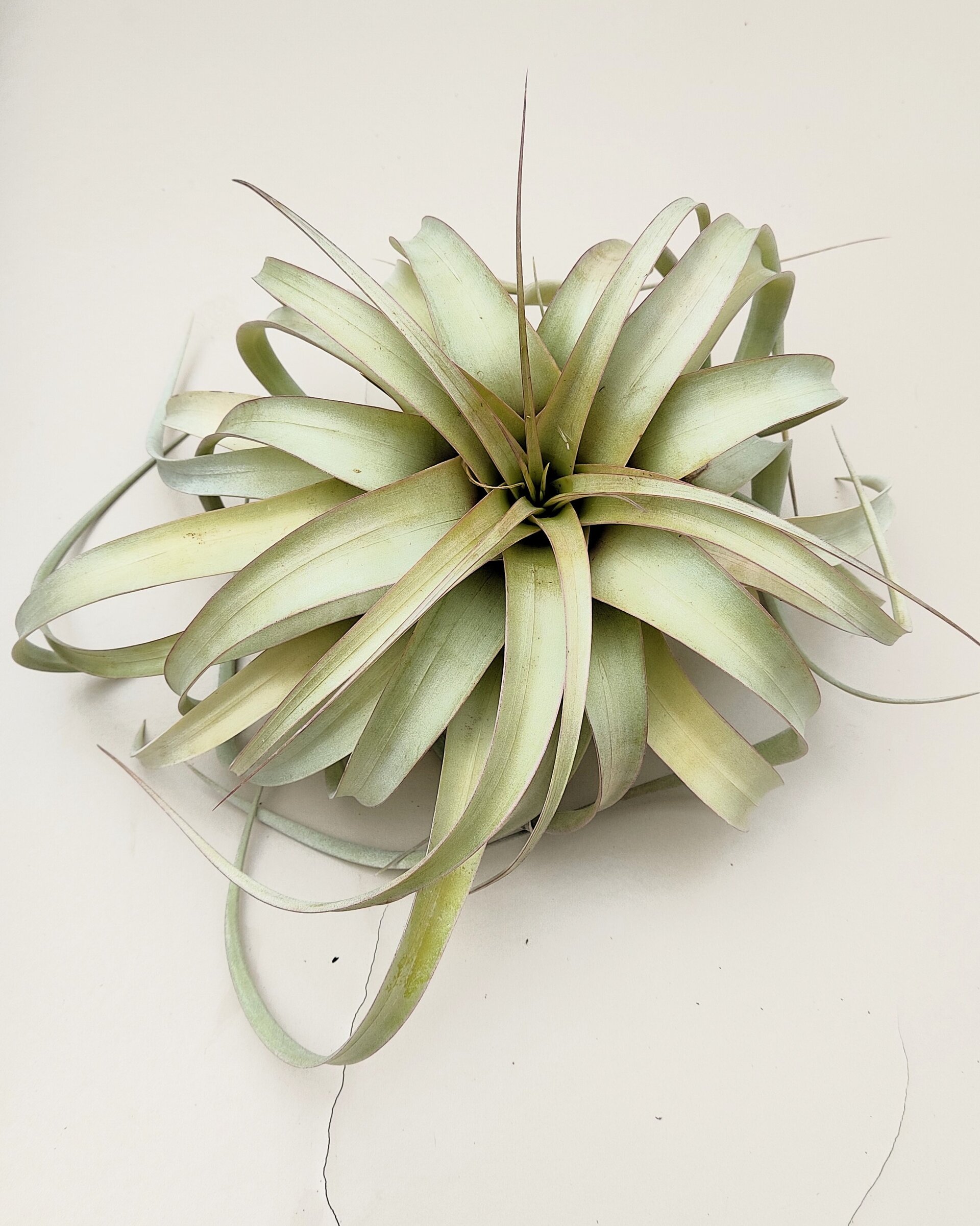 Tillandsia xerographica (pie de gallo) [medium] - 3