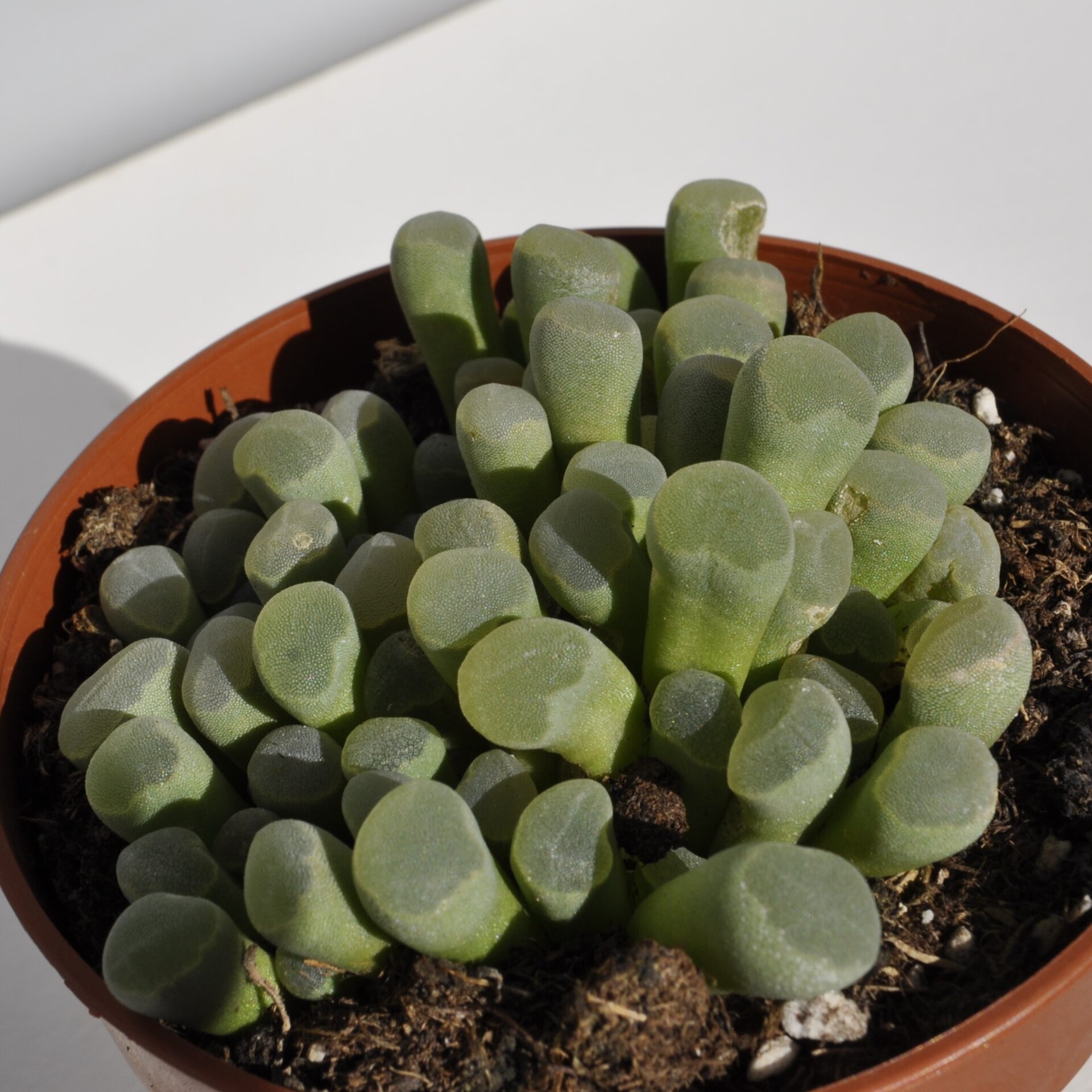 Frithia pulchra (planta ventana, fritia) - 6