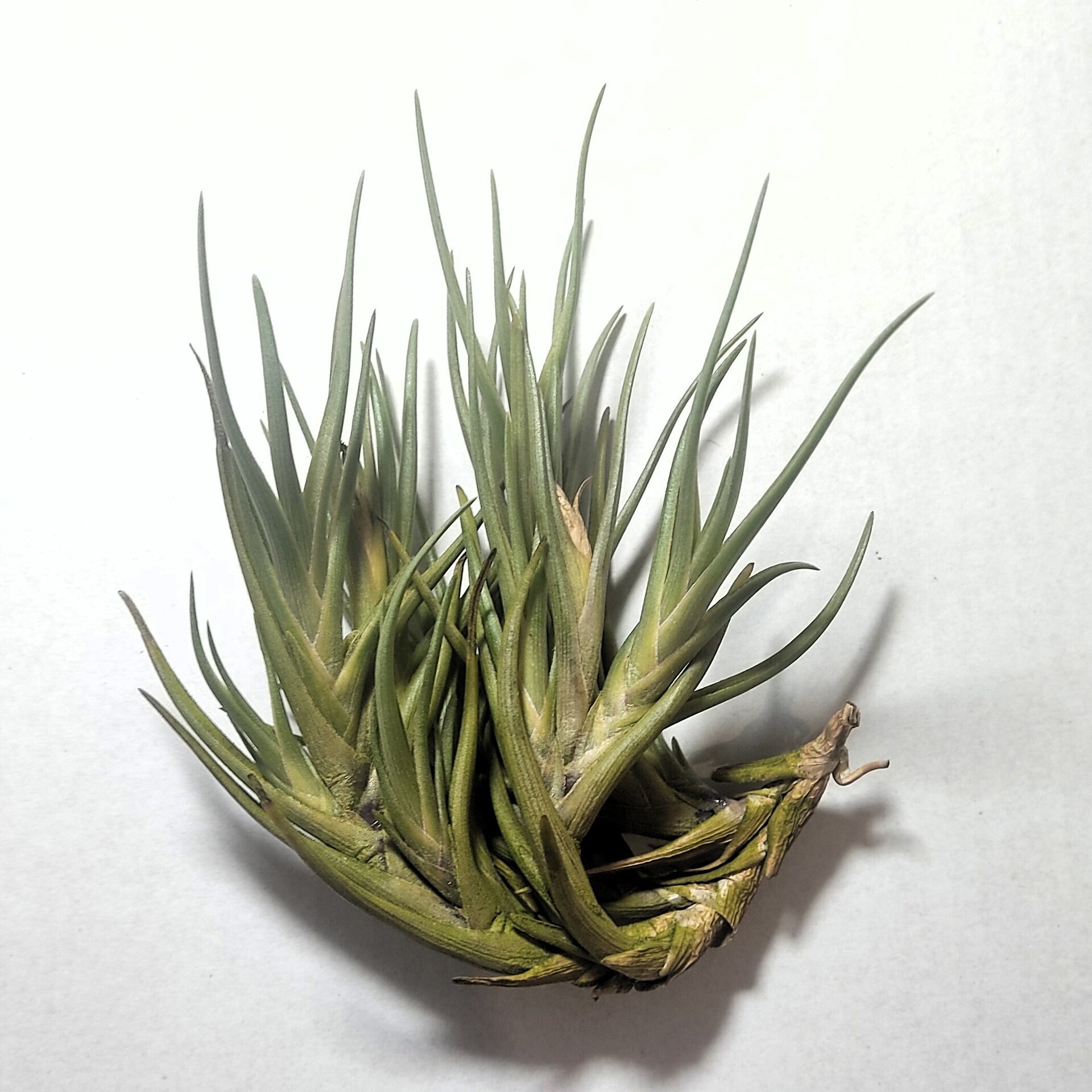 Tillandsia albertiana - 3
