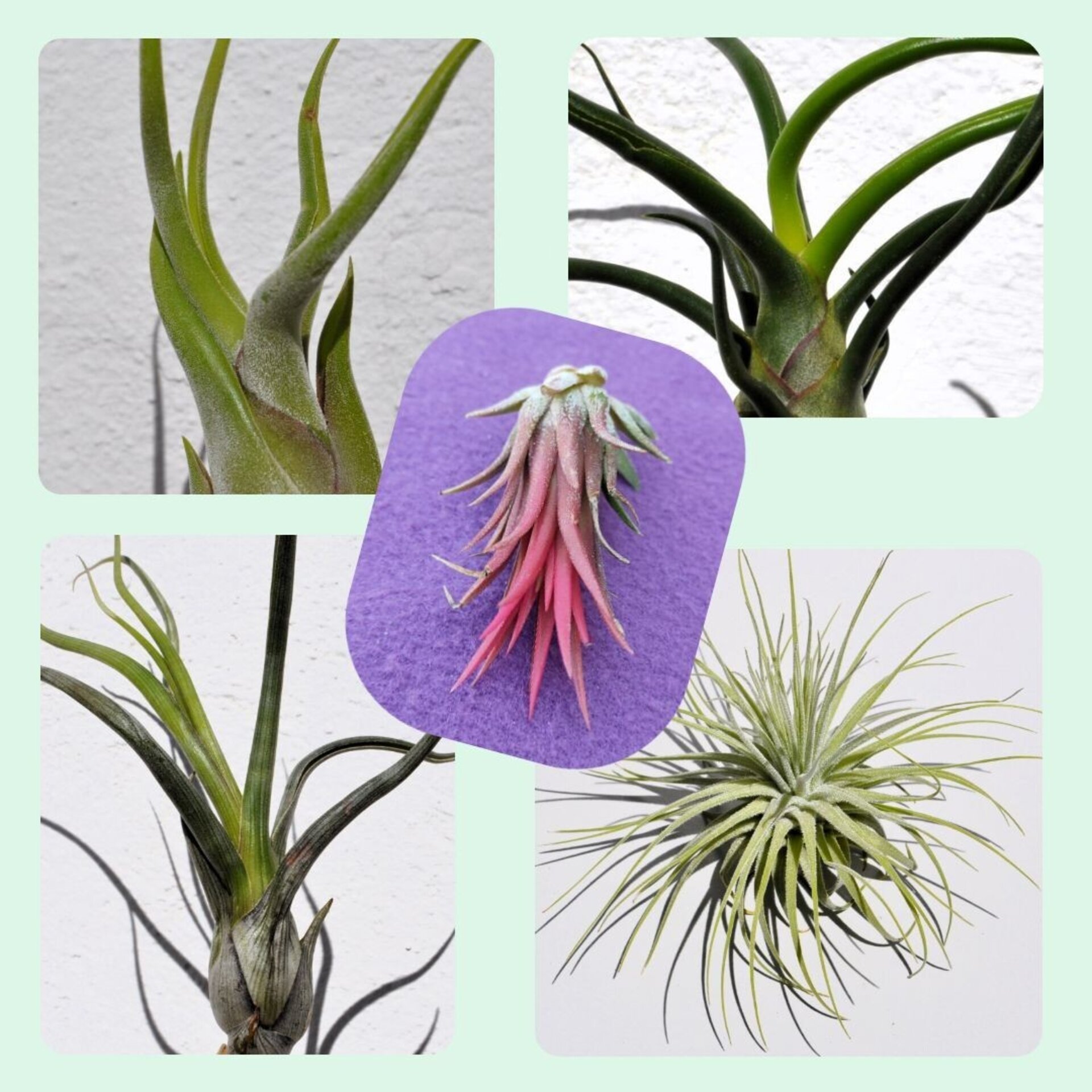 Lote Plantas del Aire Selectas (tilandsias) - 5 ejemplares - 1