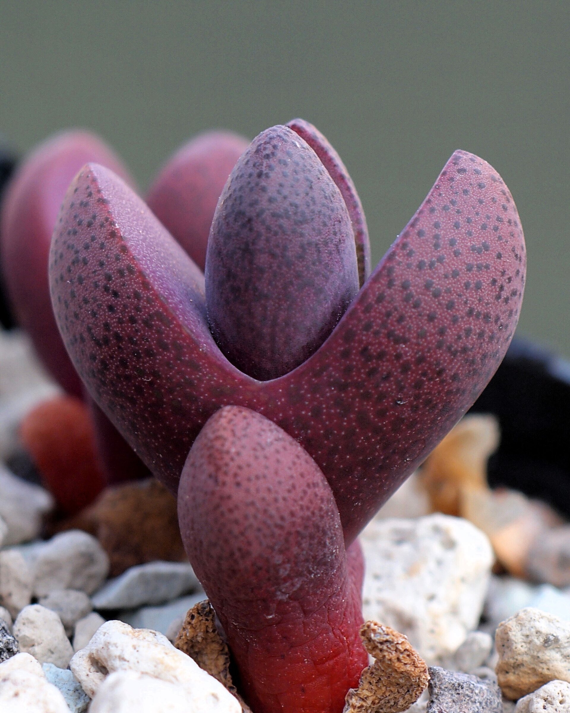 Pleiospilos nelii 'Royal Flush' - 1