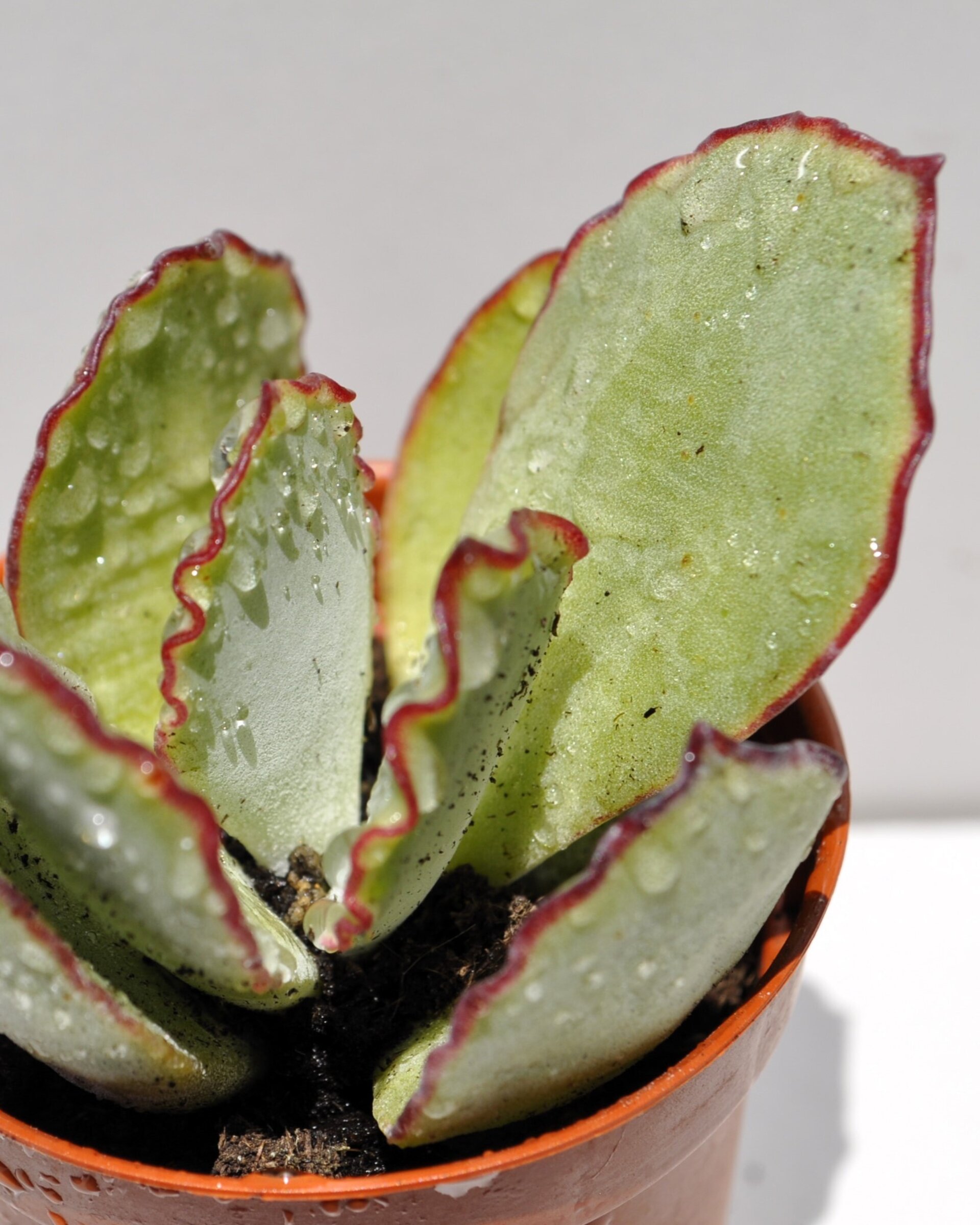 Cotyledon undulata (corona de plata) - 4