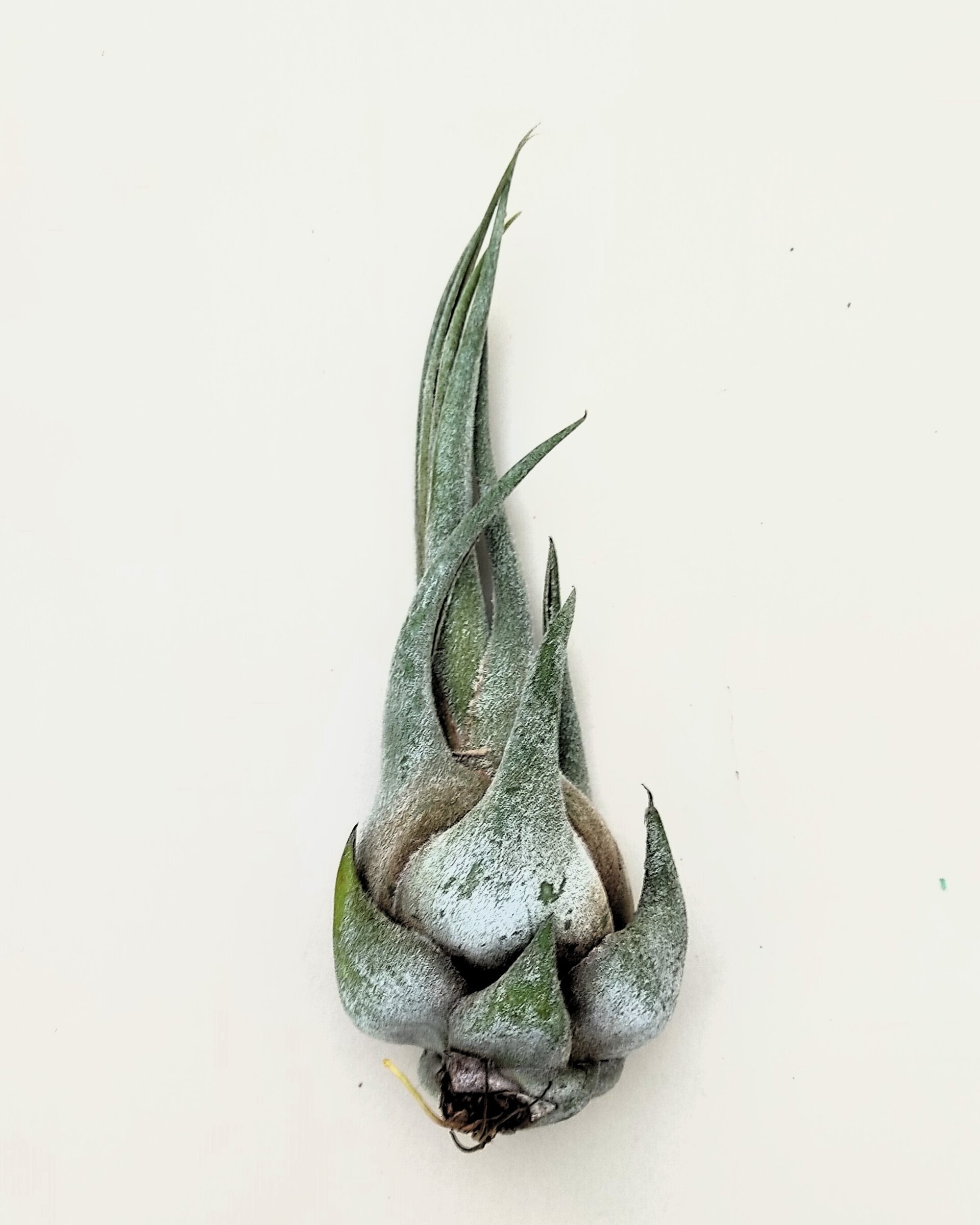 Tillandsia seleriana [small] - 1